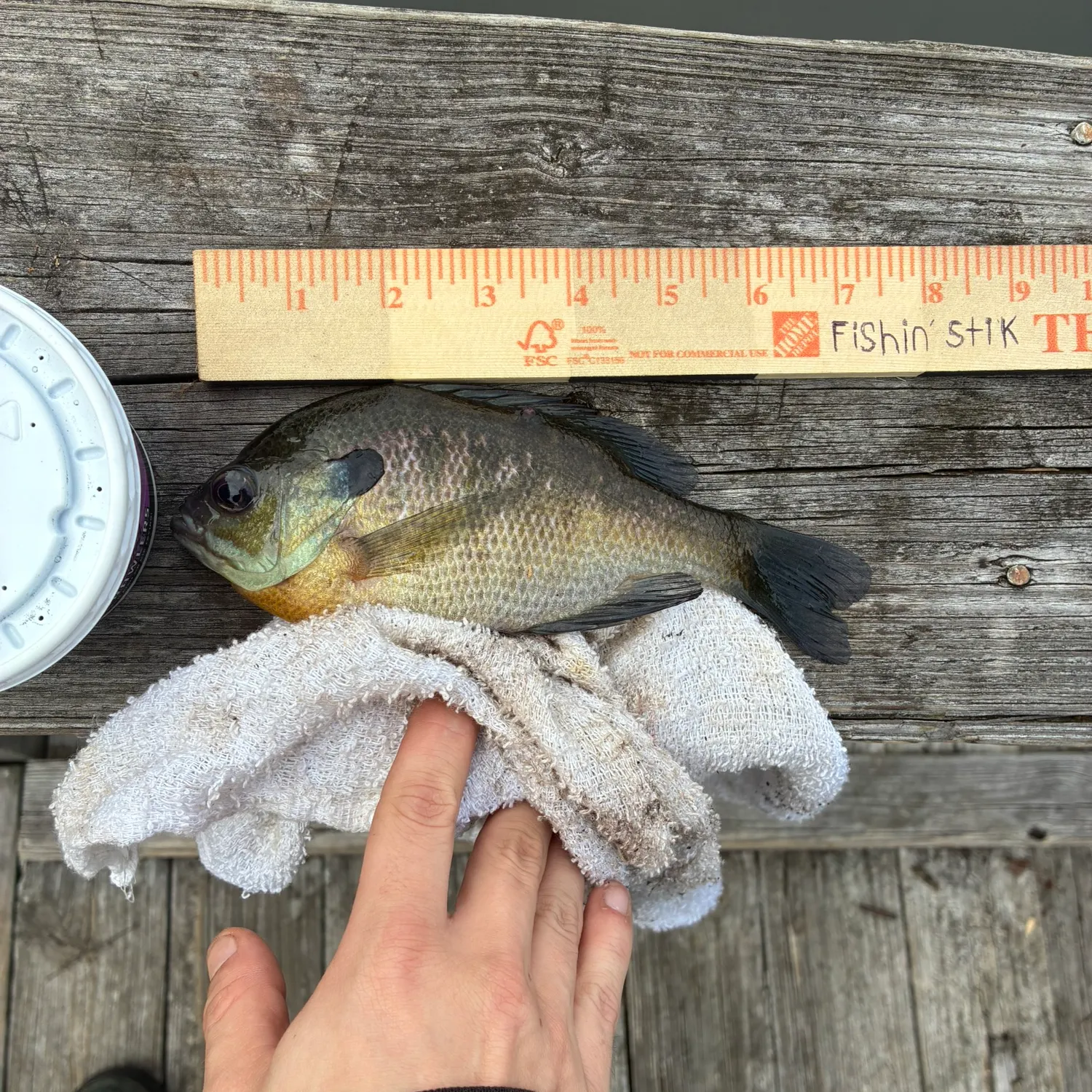 Bluegill caught on Fishbrain