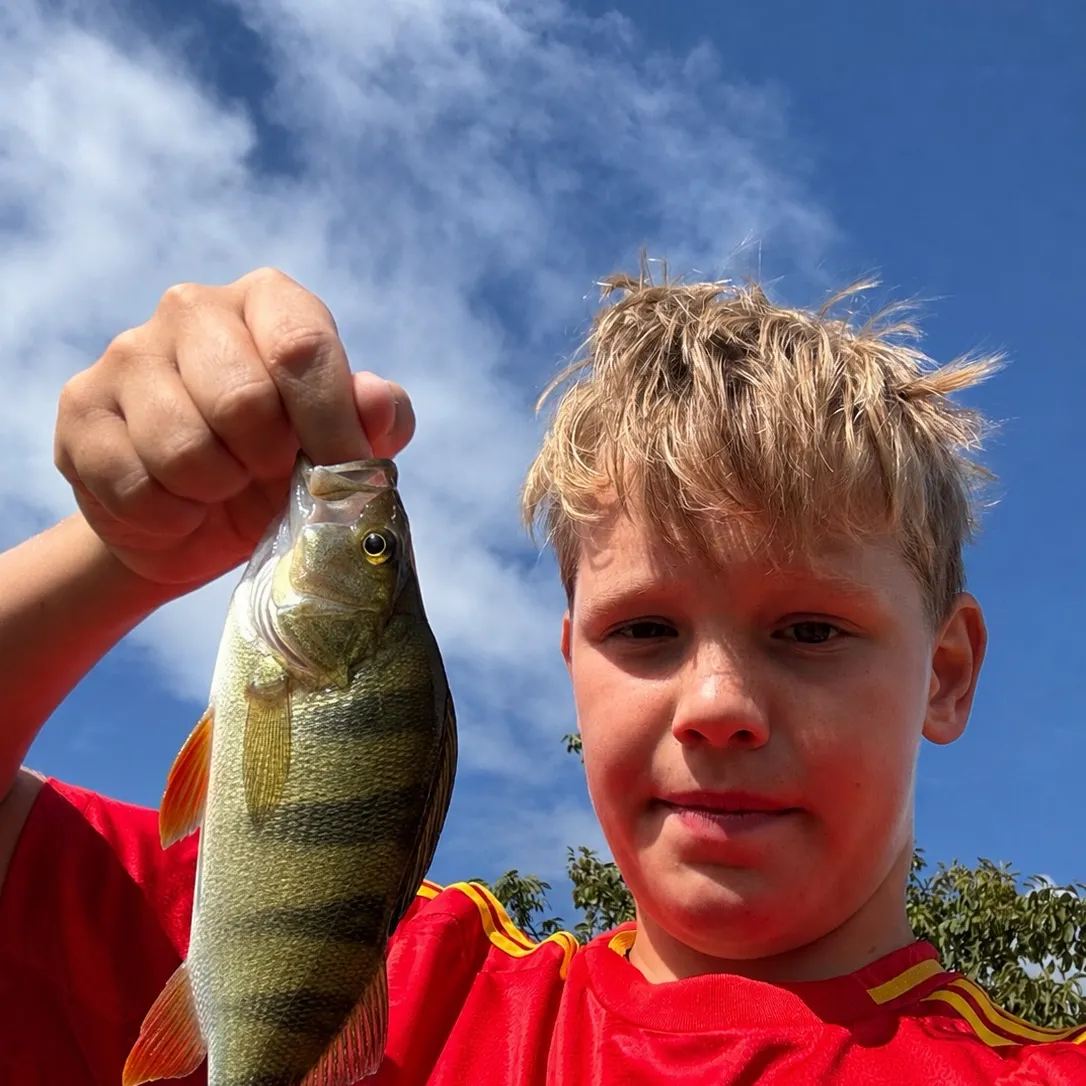 European perch caught on Fishbrain