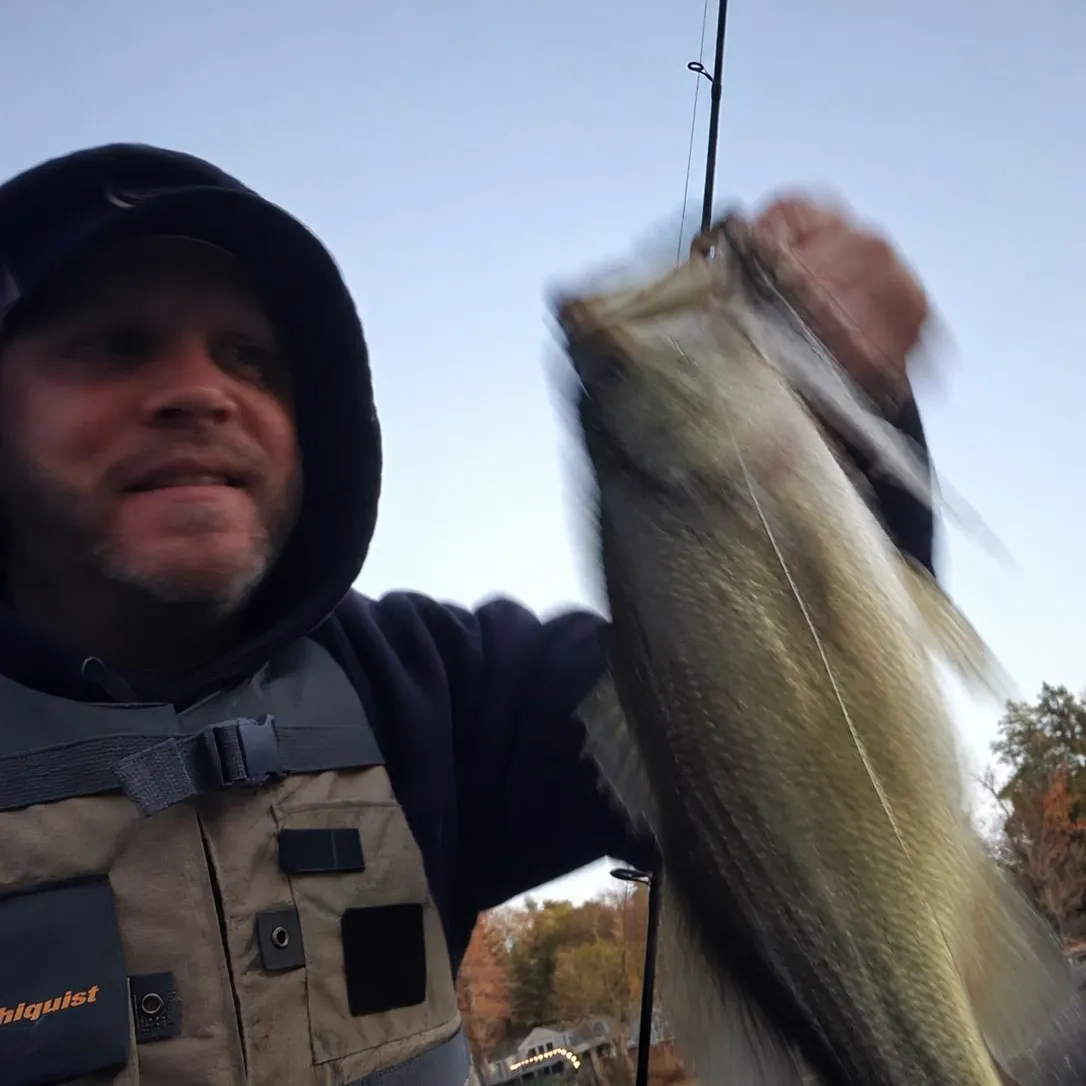 Largemouth bass caught on Fishbrain