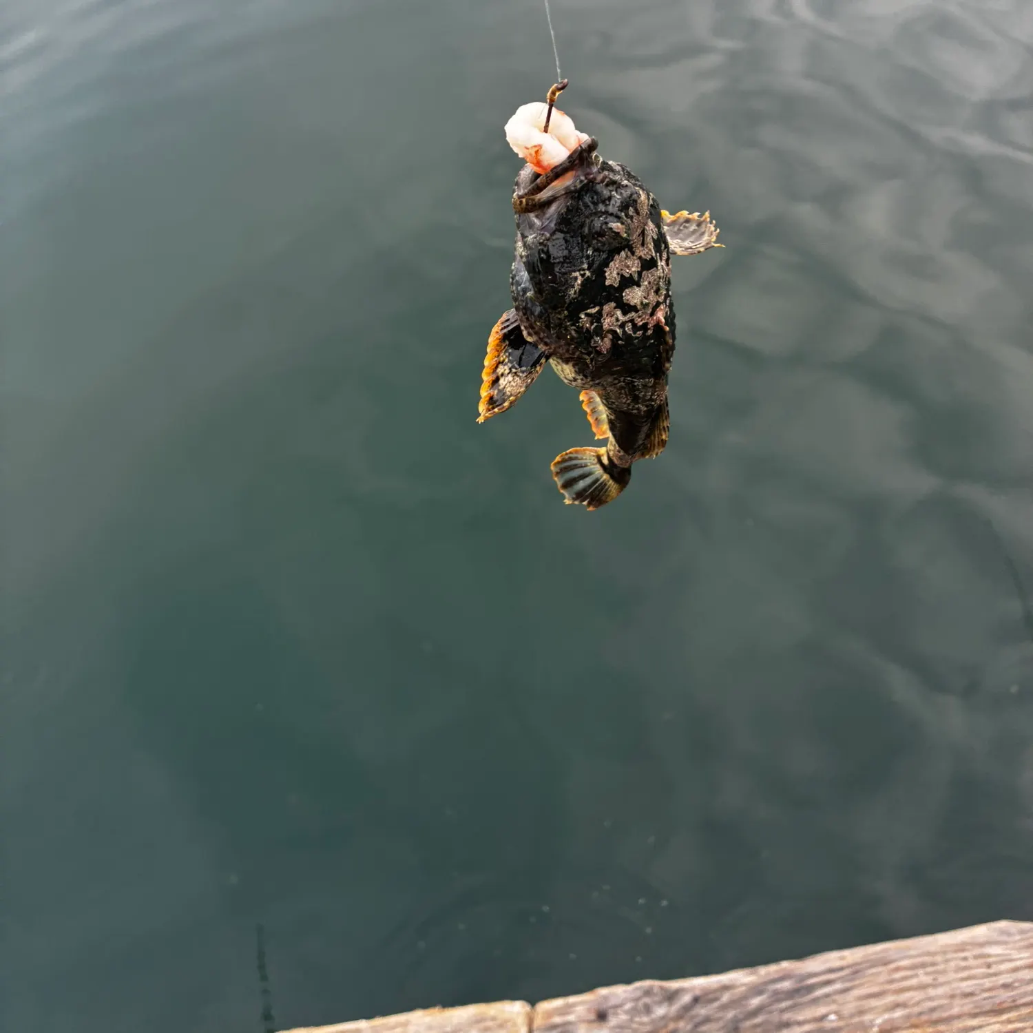 The most recent Great sculpin catches on Fishbrain