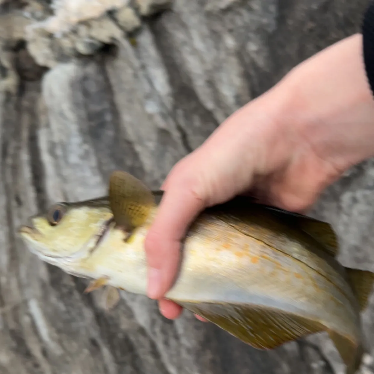 Pollack caught on Fishbrain