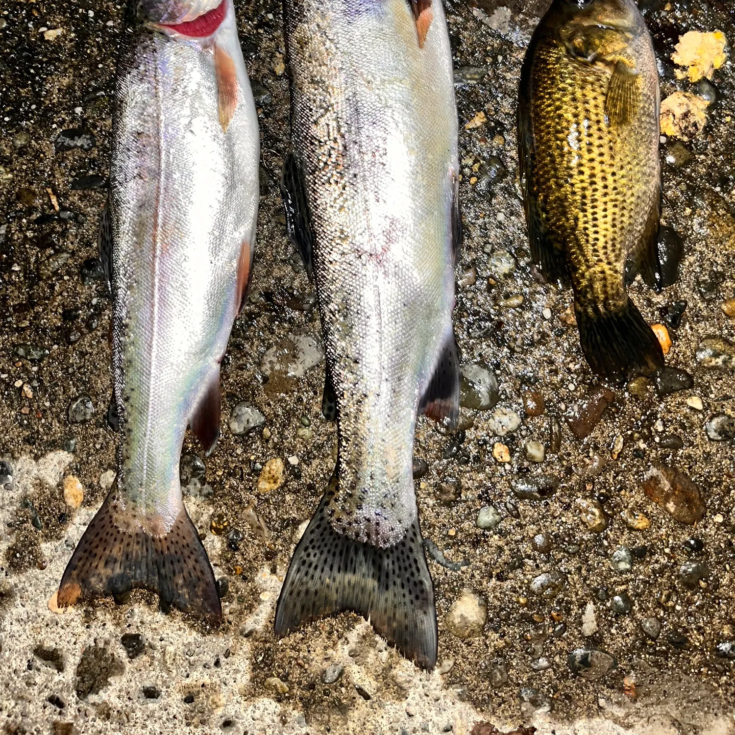 recently logged catches