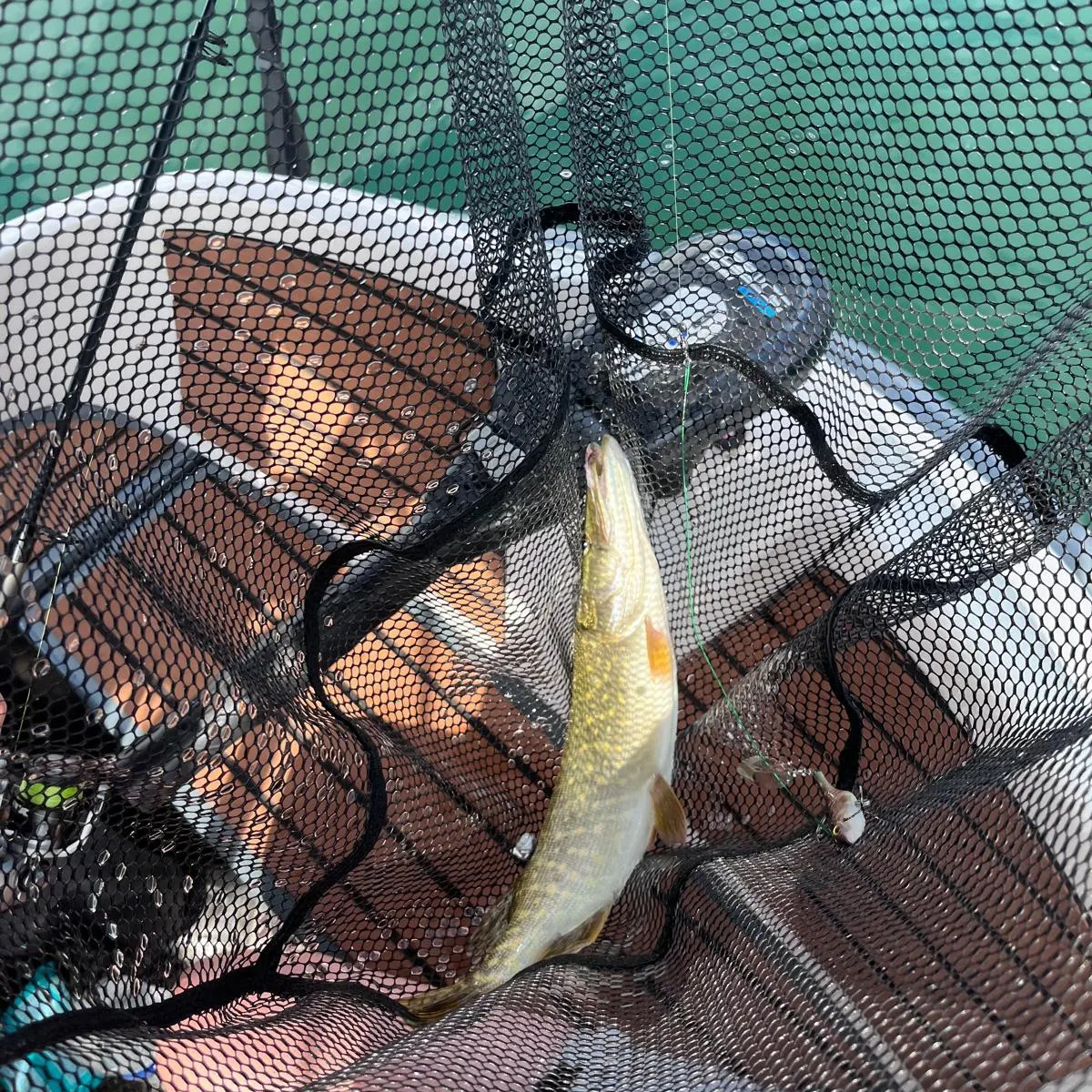 Northern pike caught on Fishbrain