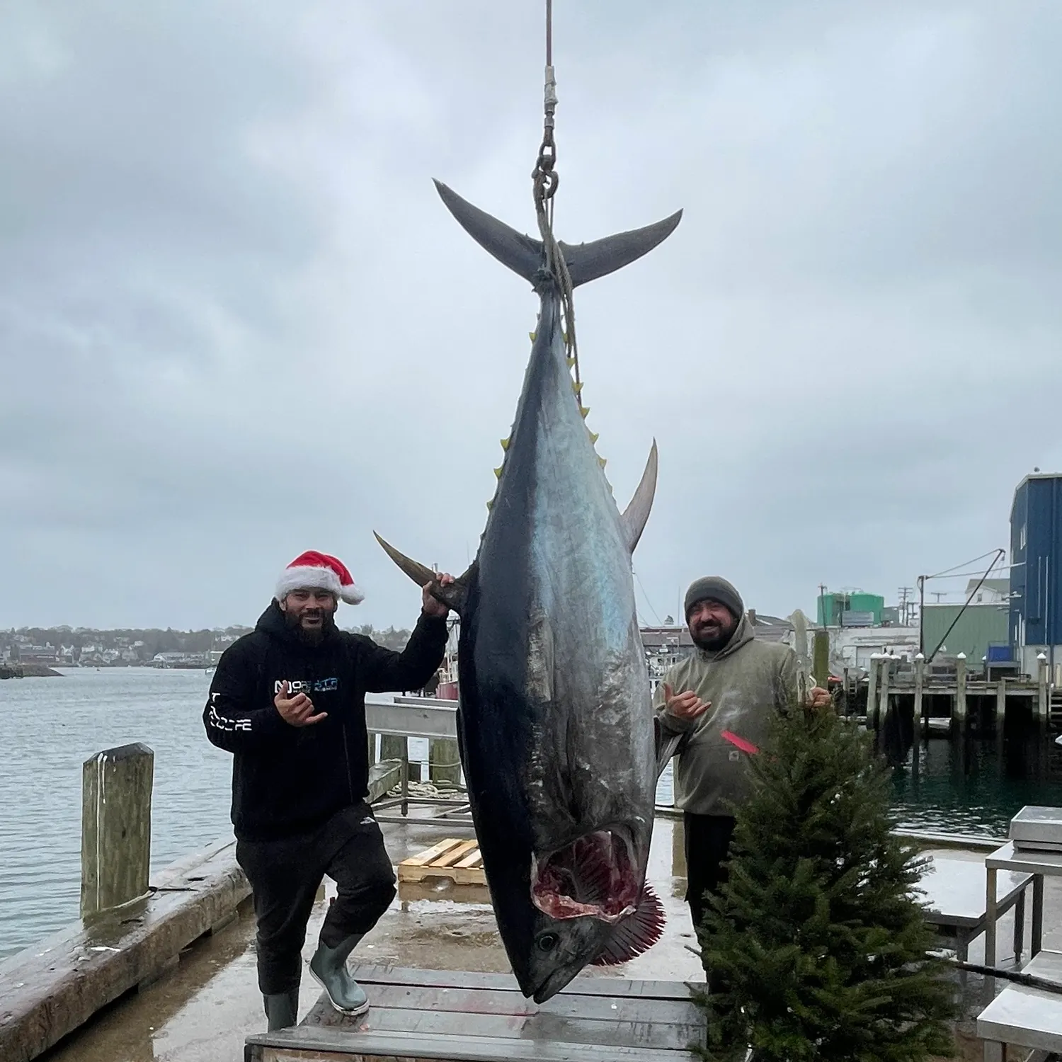 The most recent Atlantic bluefin tuna catches on Fishbrain
