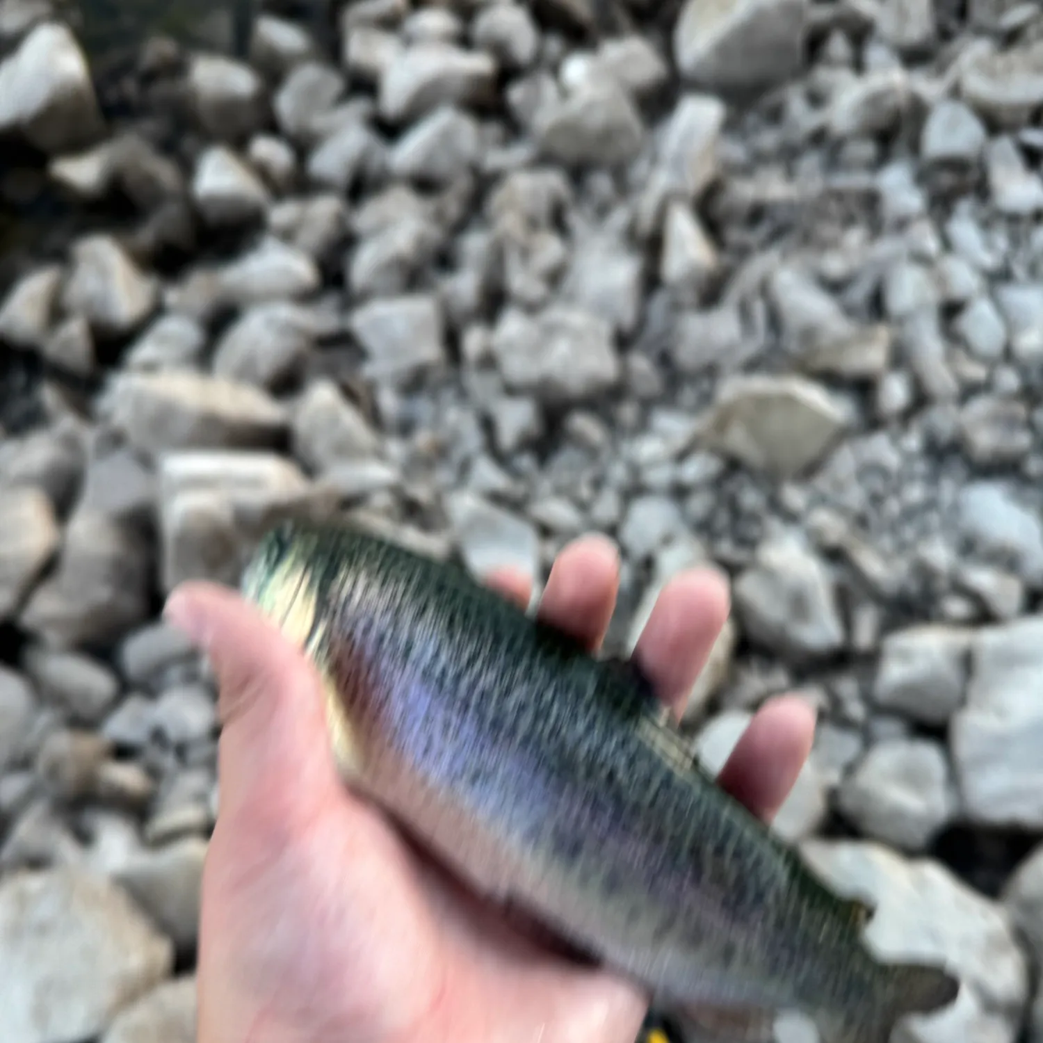 Rainbow trout caught on Fishbrain