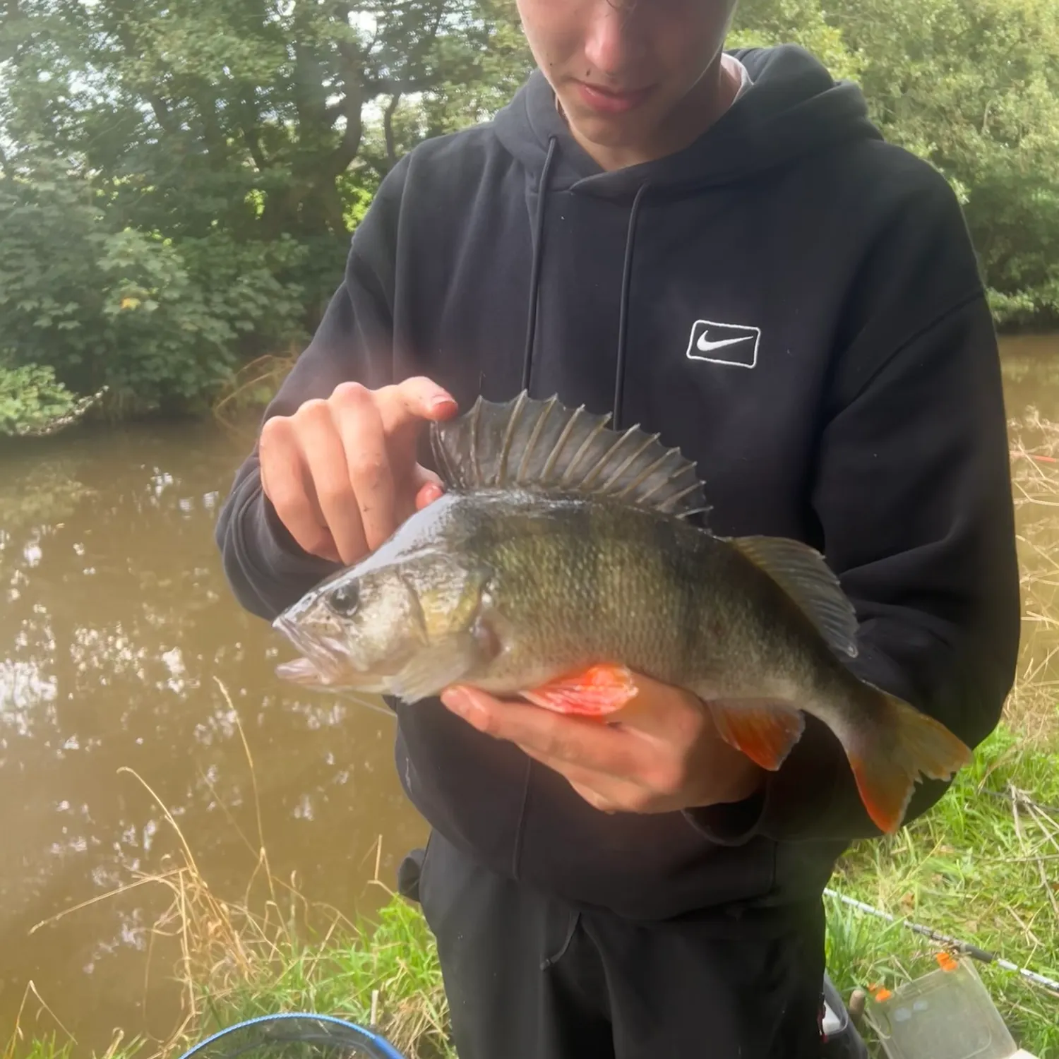 European perch caught on Fishbrain