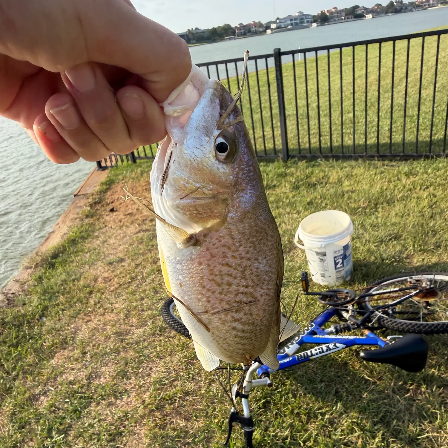 Atlantic croaker caught on Fishbrain