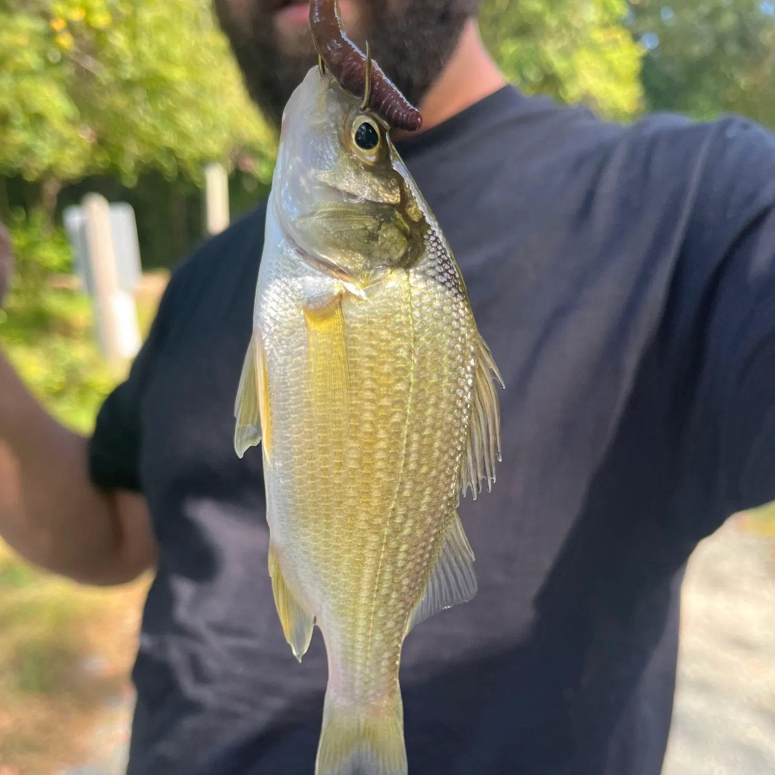 White perch caught on Fishbrain