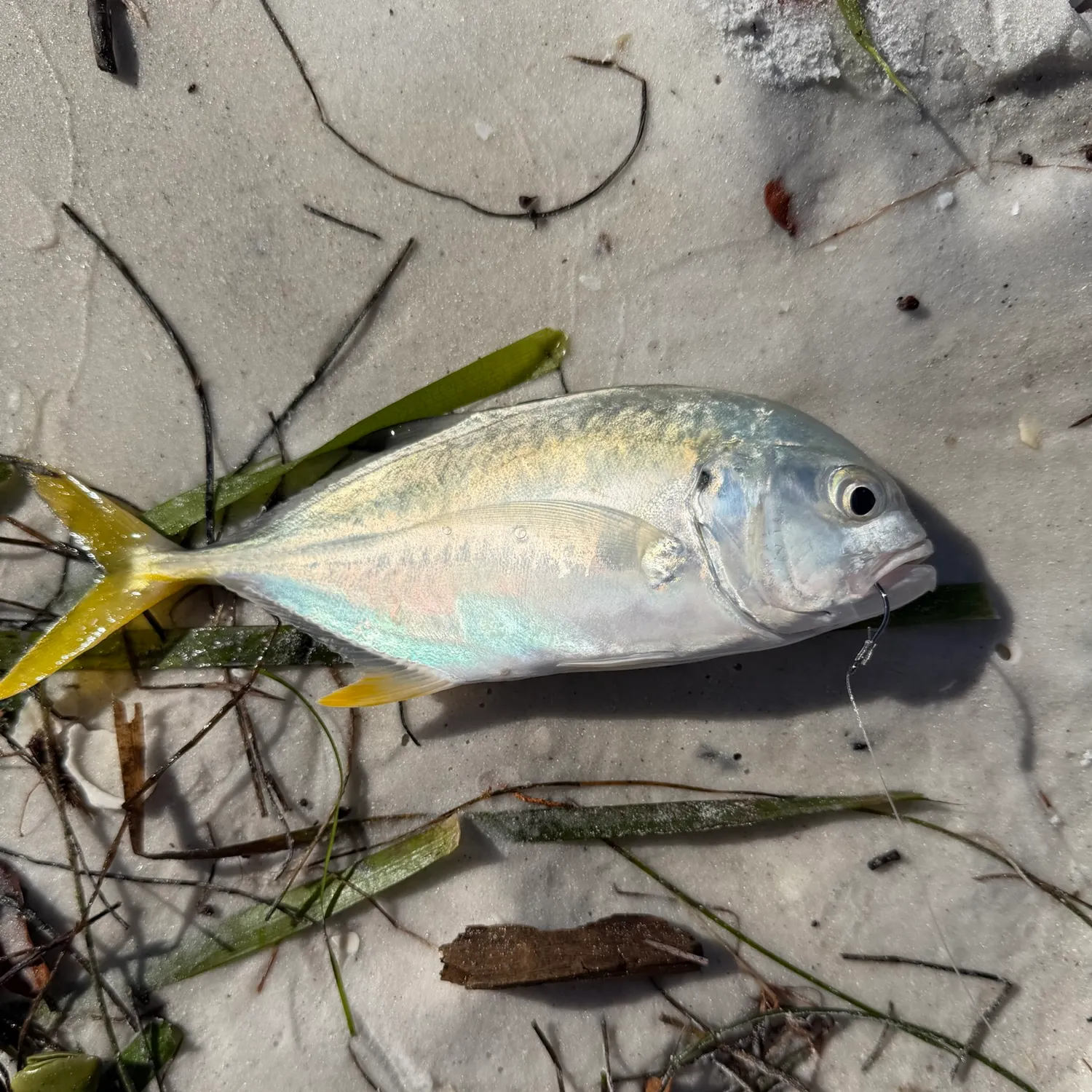 Crevalle jack caught on Fishbrain