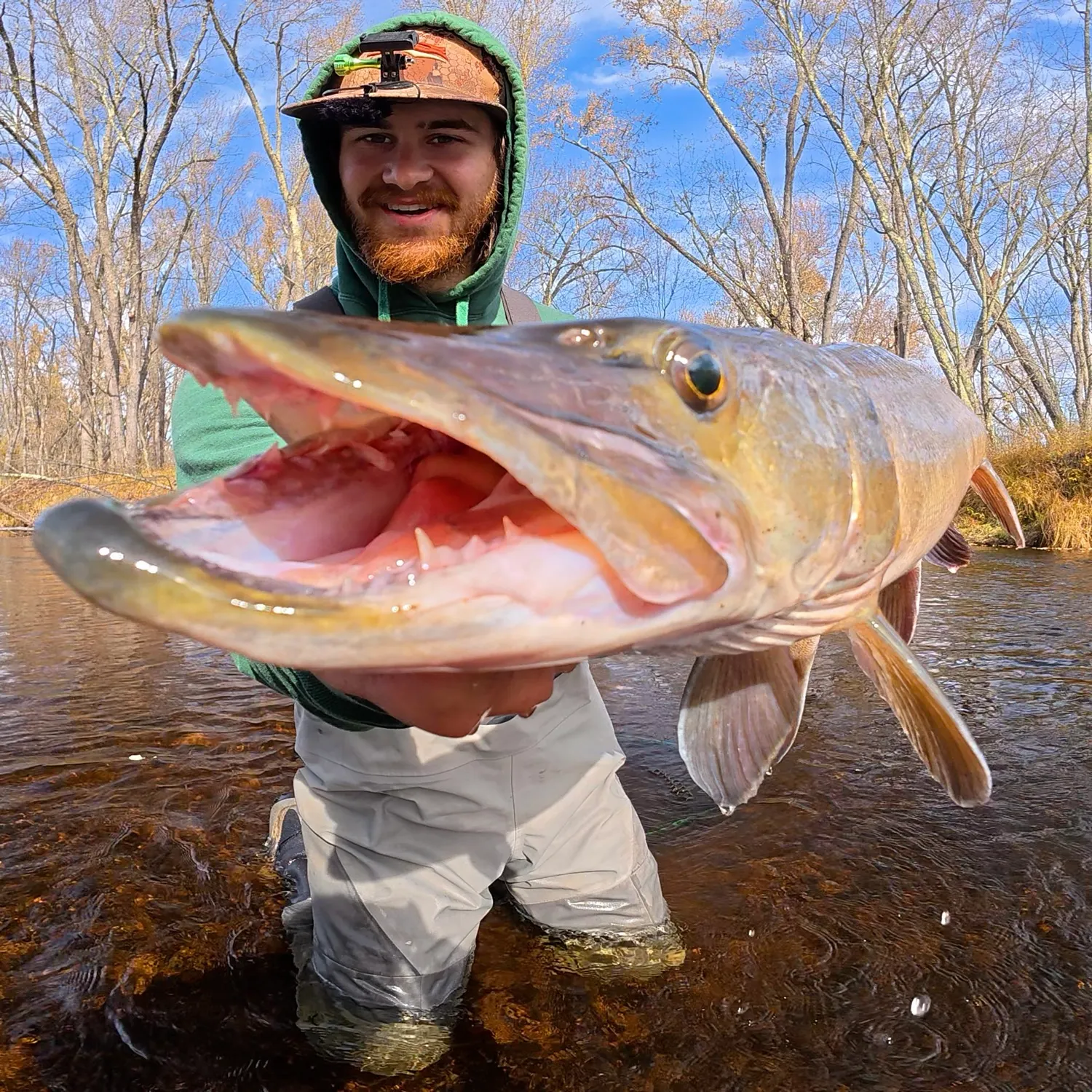 The most recent Muskie catches on Fishbrain