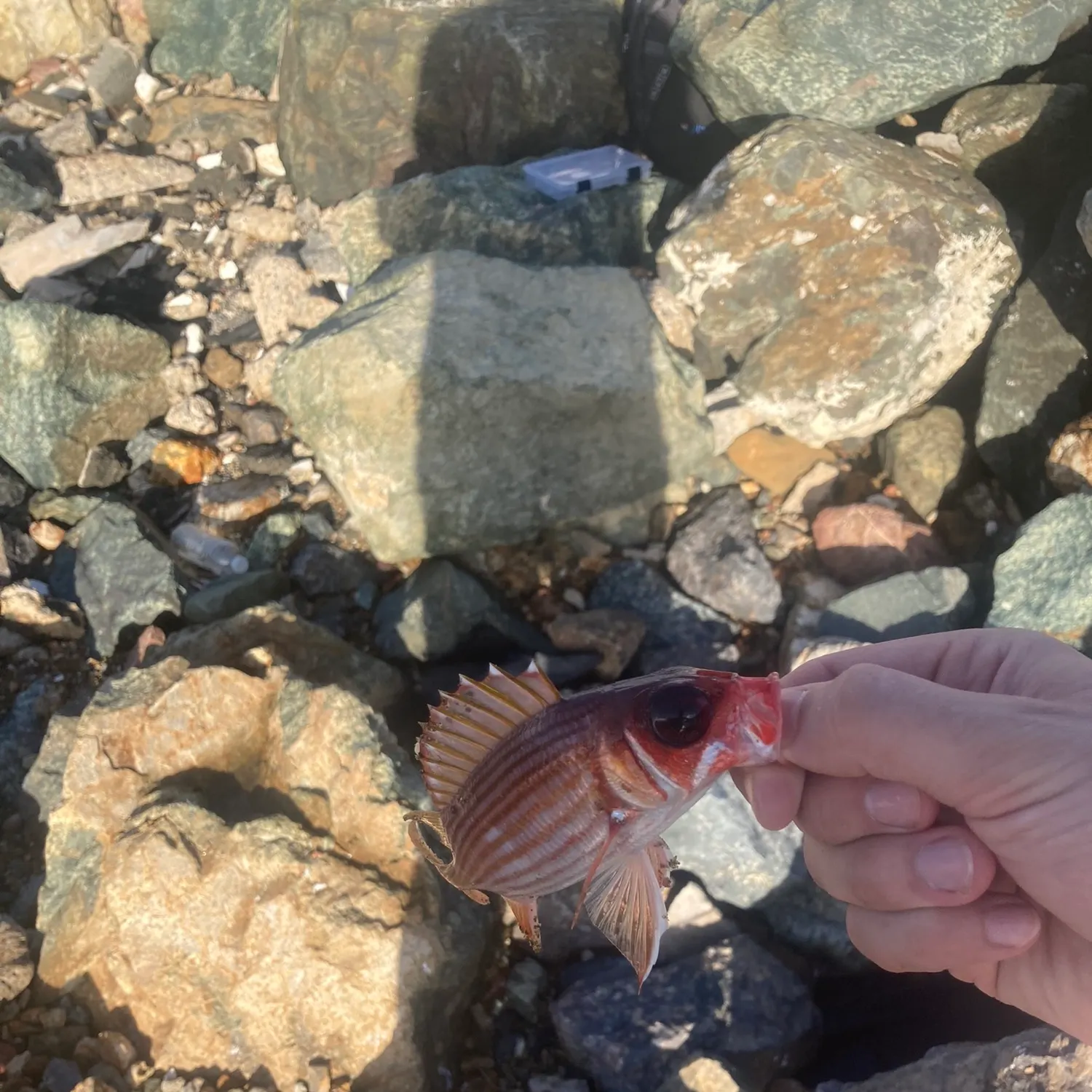 The most recent Longspine squirrelfish catches on Fishbrain