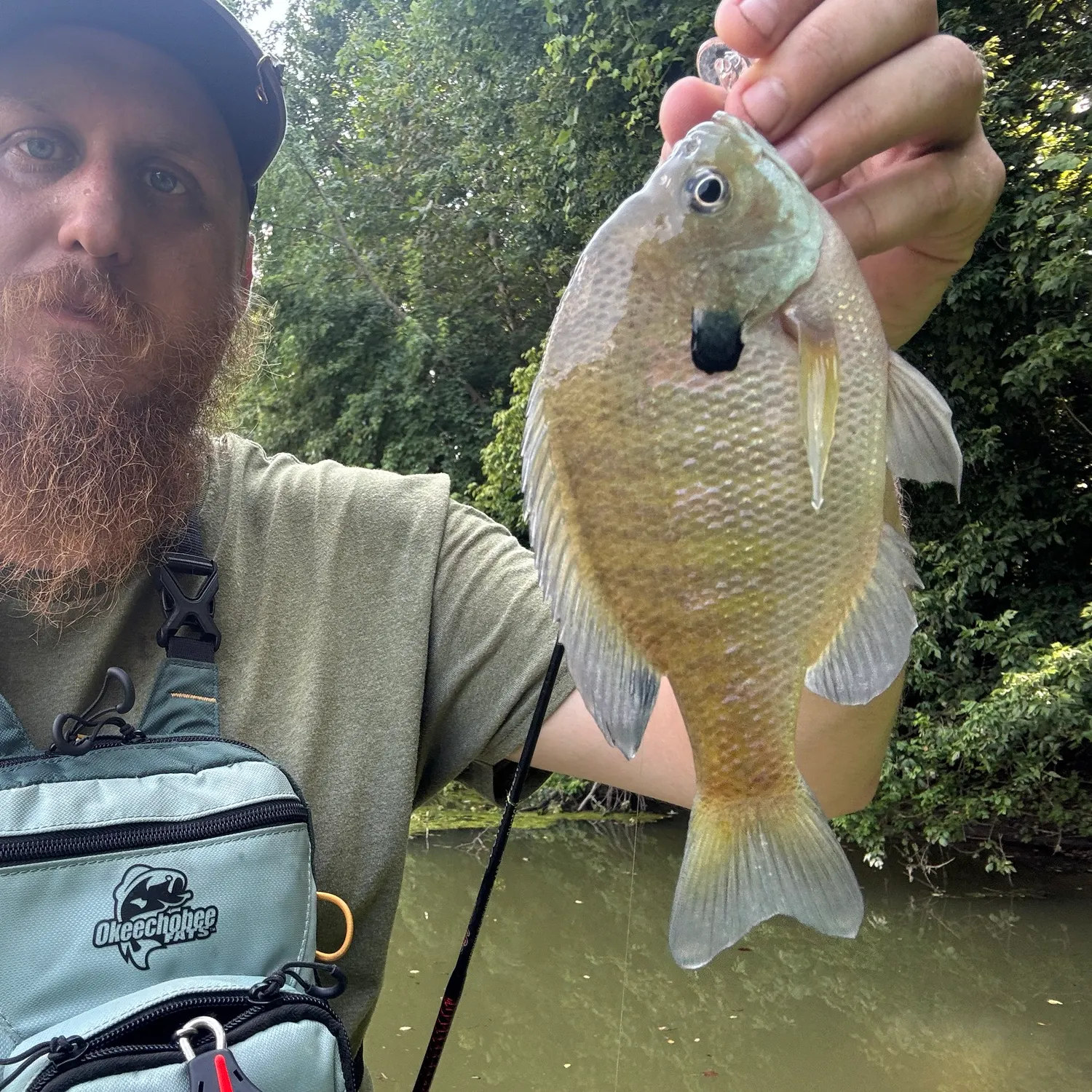 Bluegill caught on Fishbrain
