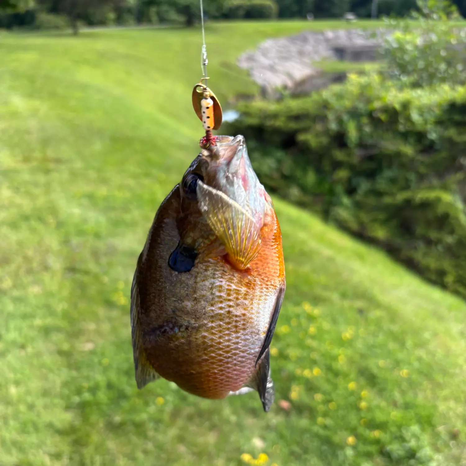 The most recent Pumpkingill hybrid catches on Fishbrain