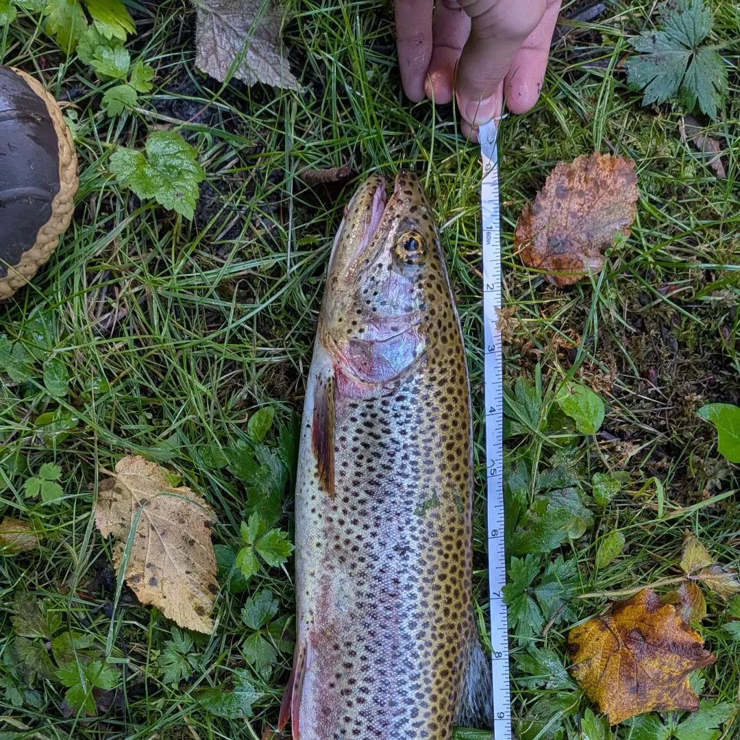 Rainbow trout caught on Fishbrain