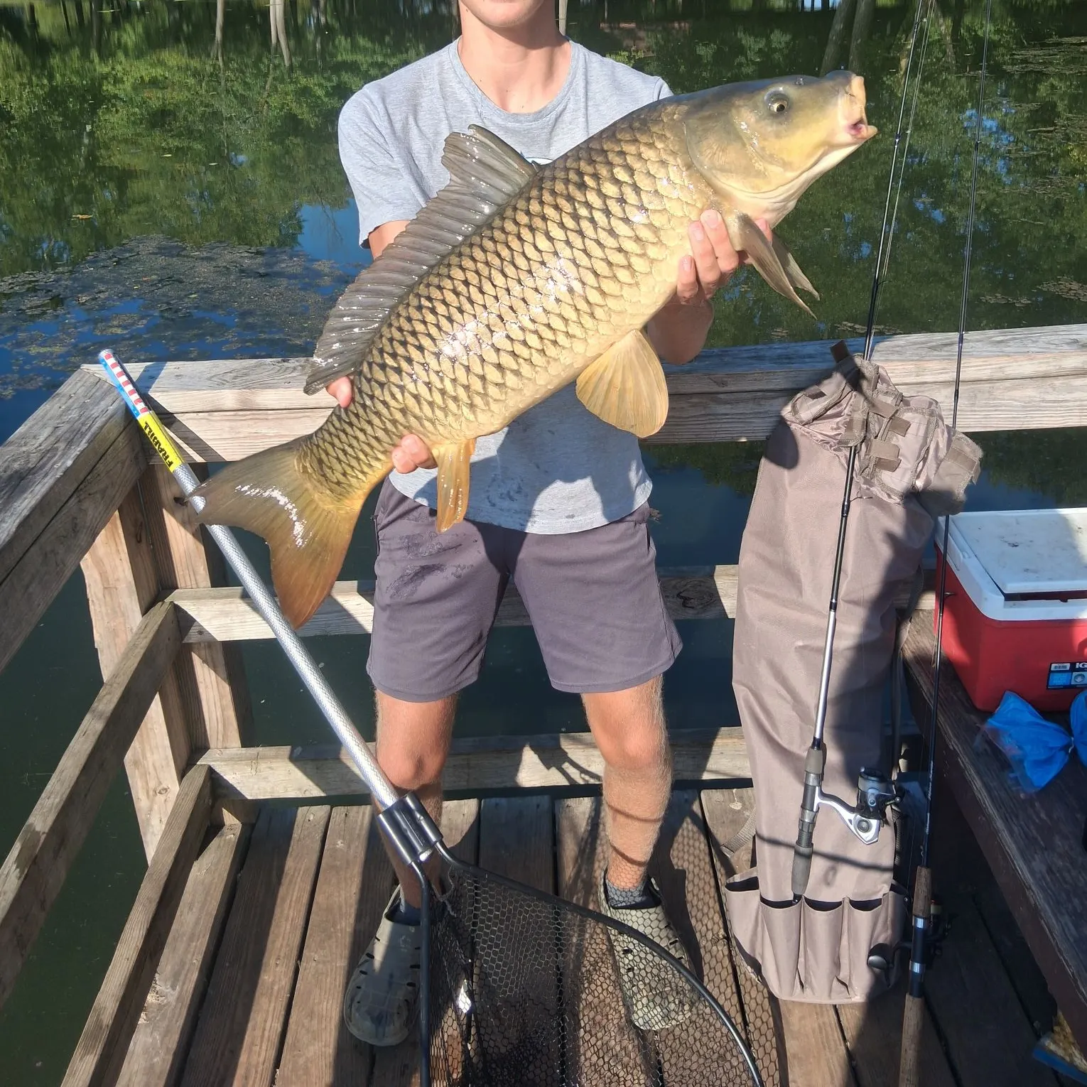Common carp caught on Fishbrain