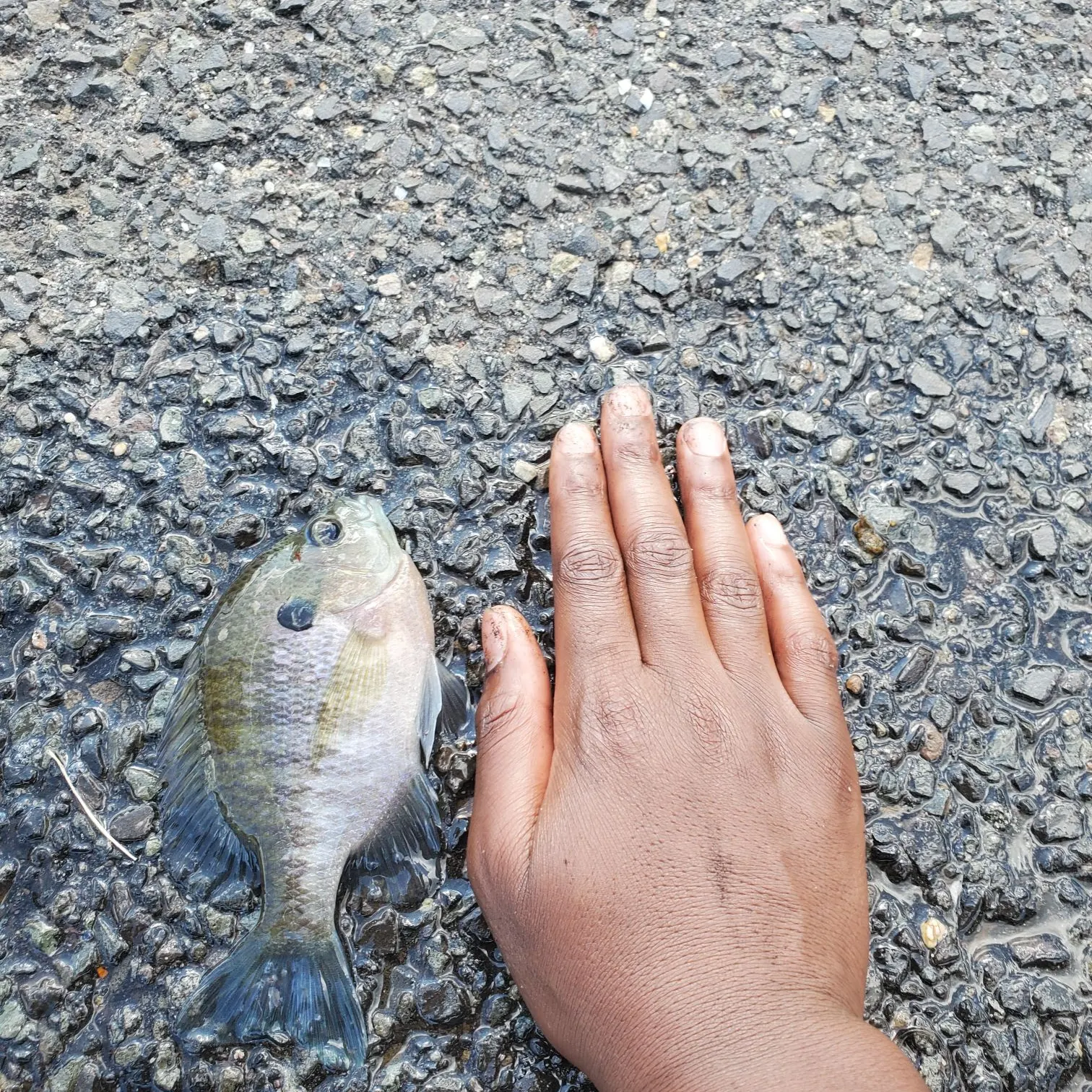Bluegill caught on Fishbrain