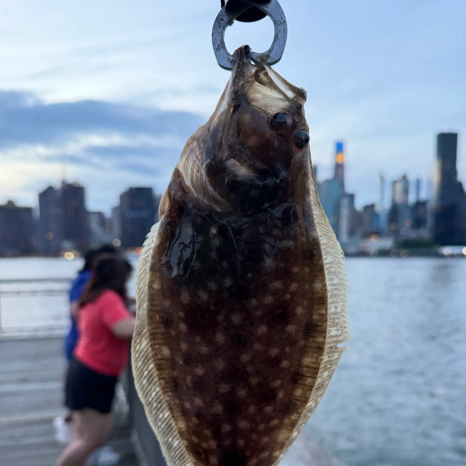 Summer flounder caught on Fishbrain