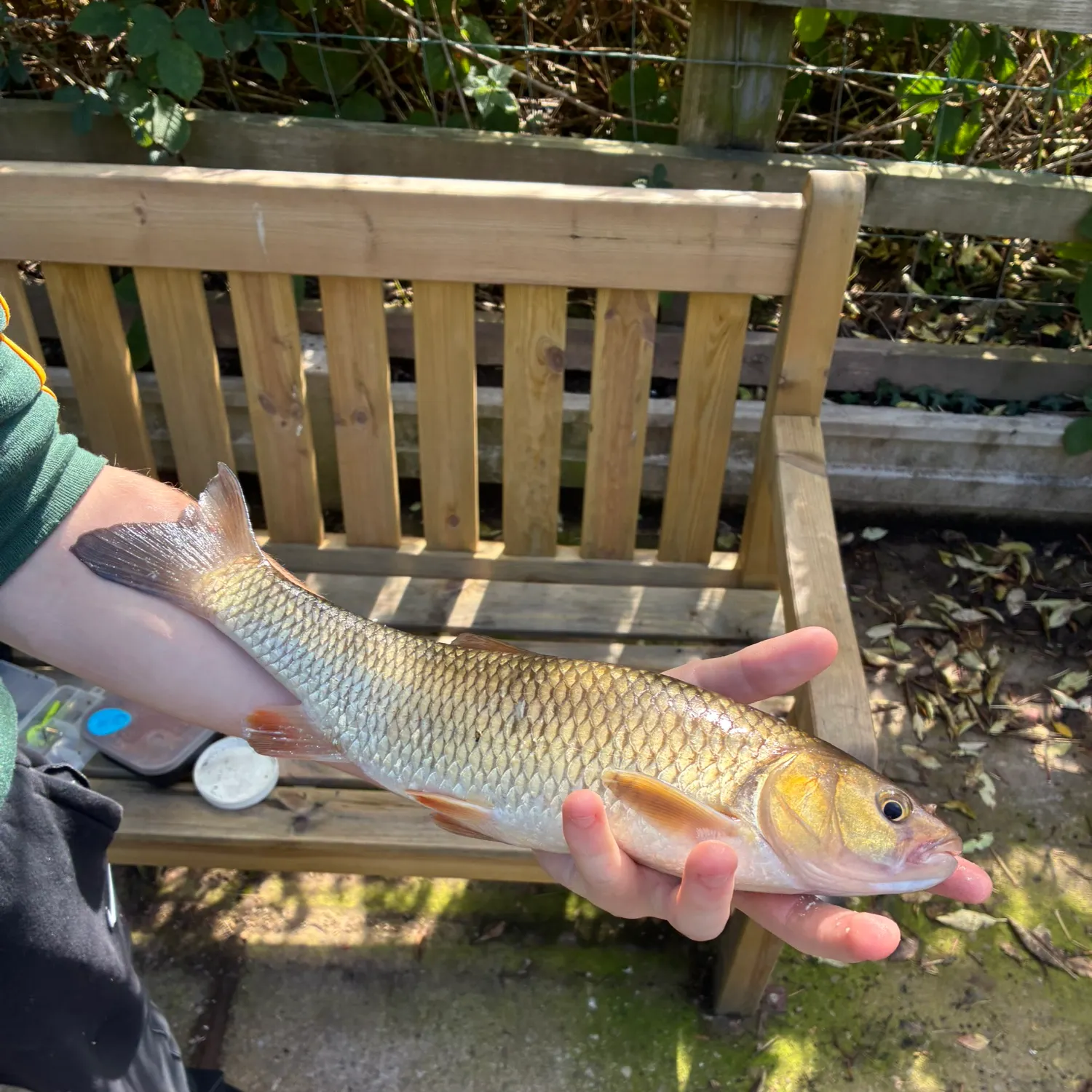 European chub caught on Fishbrain