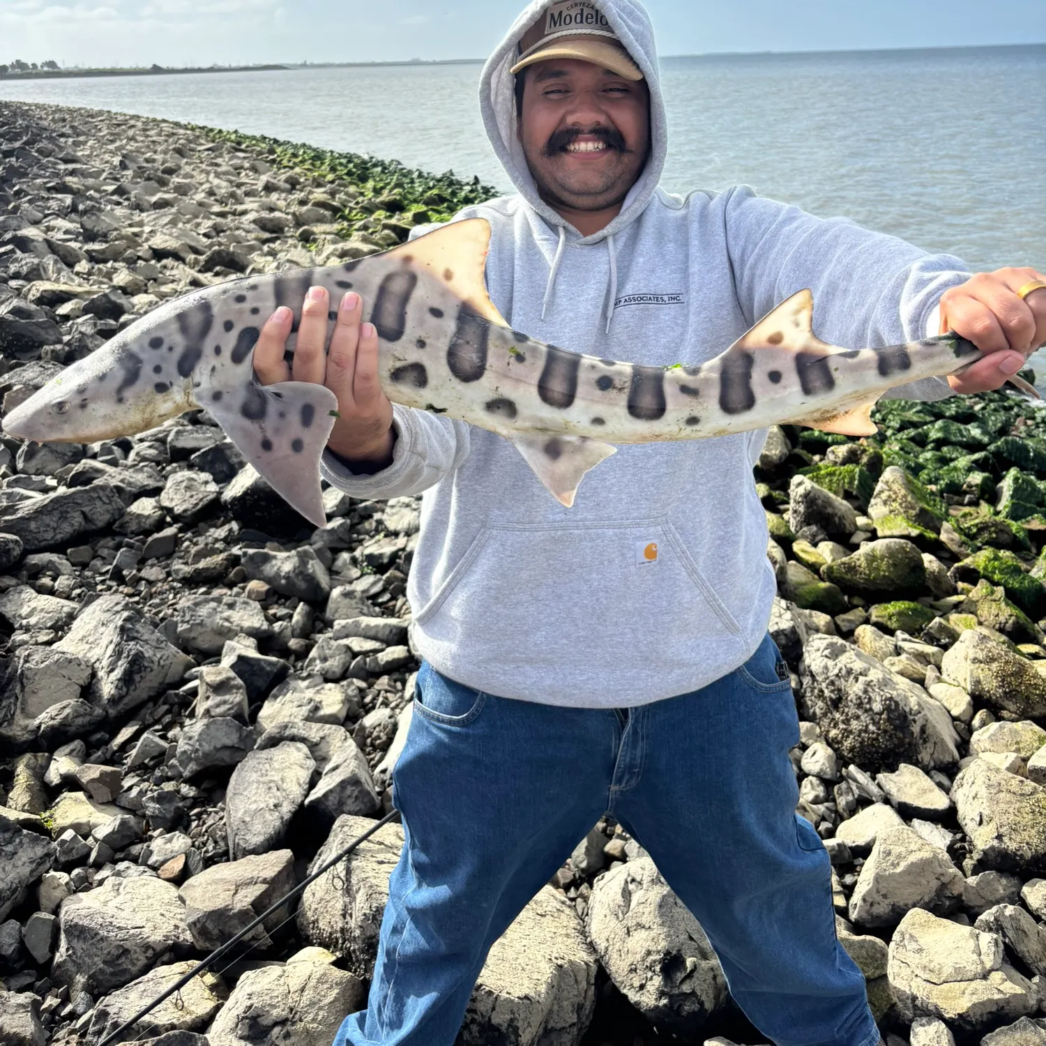 Leopard shark caught on Fishbrain