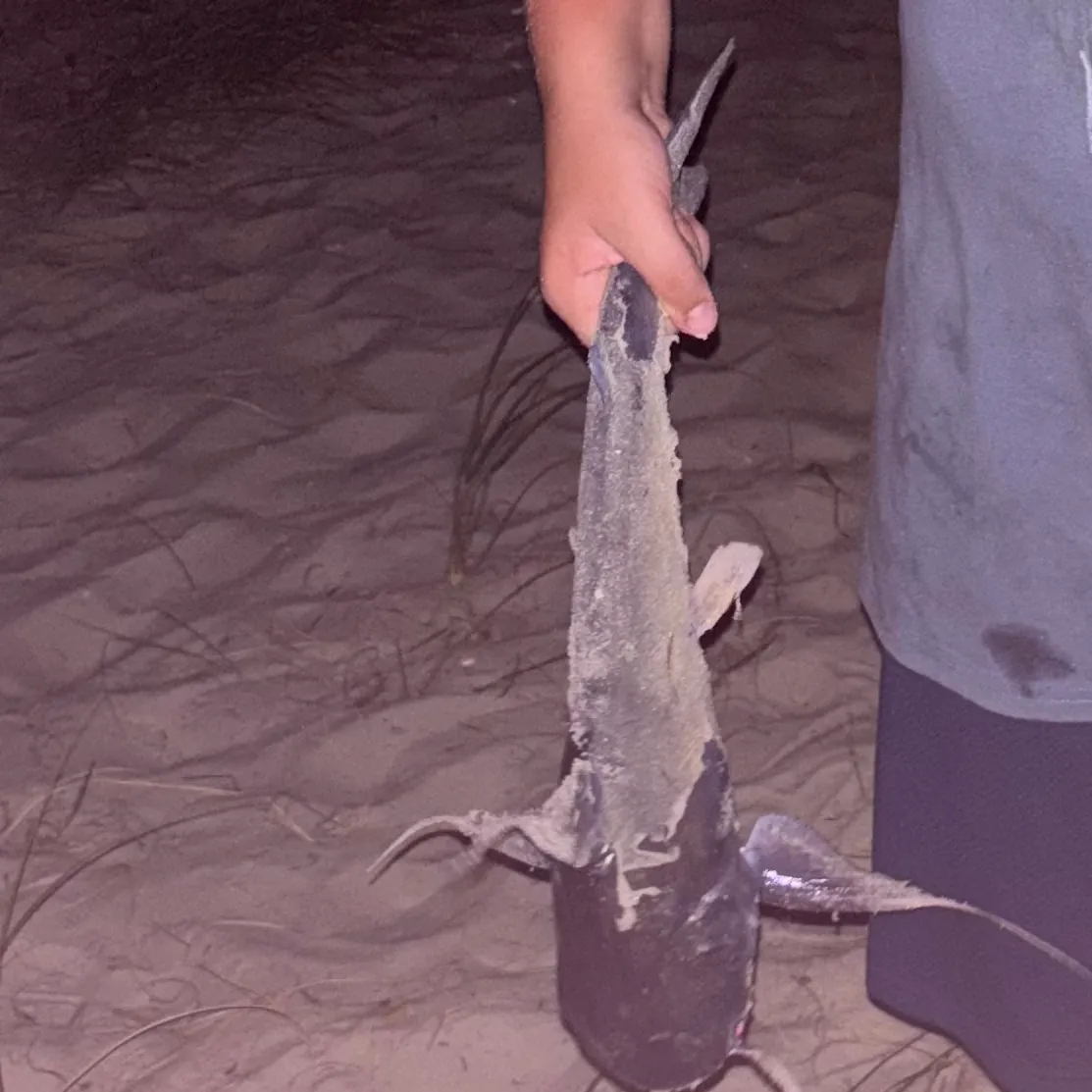 The most recent Gilded catfish catches on Fishbrain
