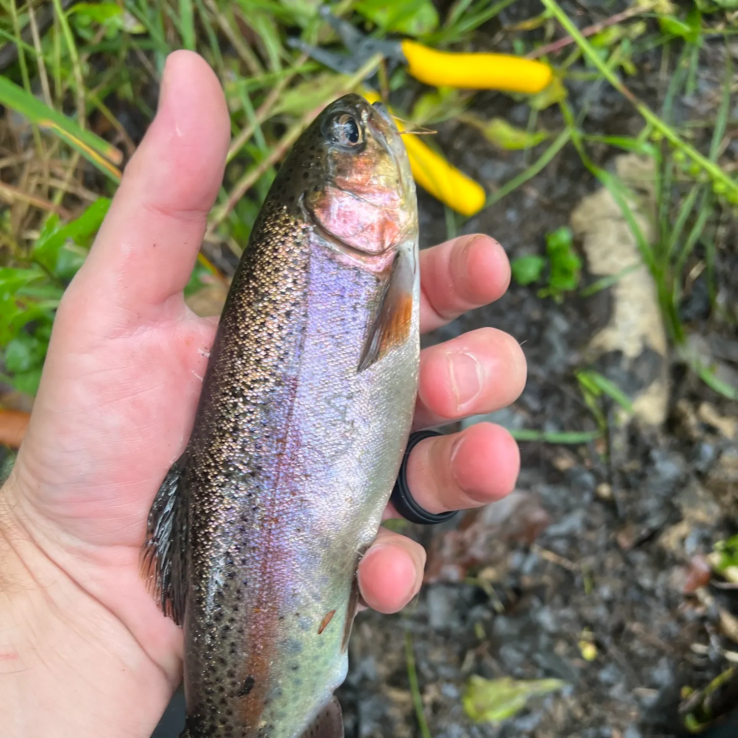 Rainbow trout caught on Fishbrain