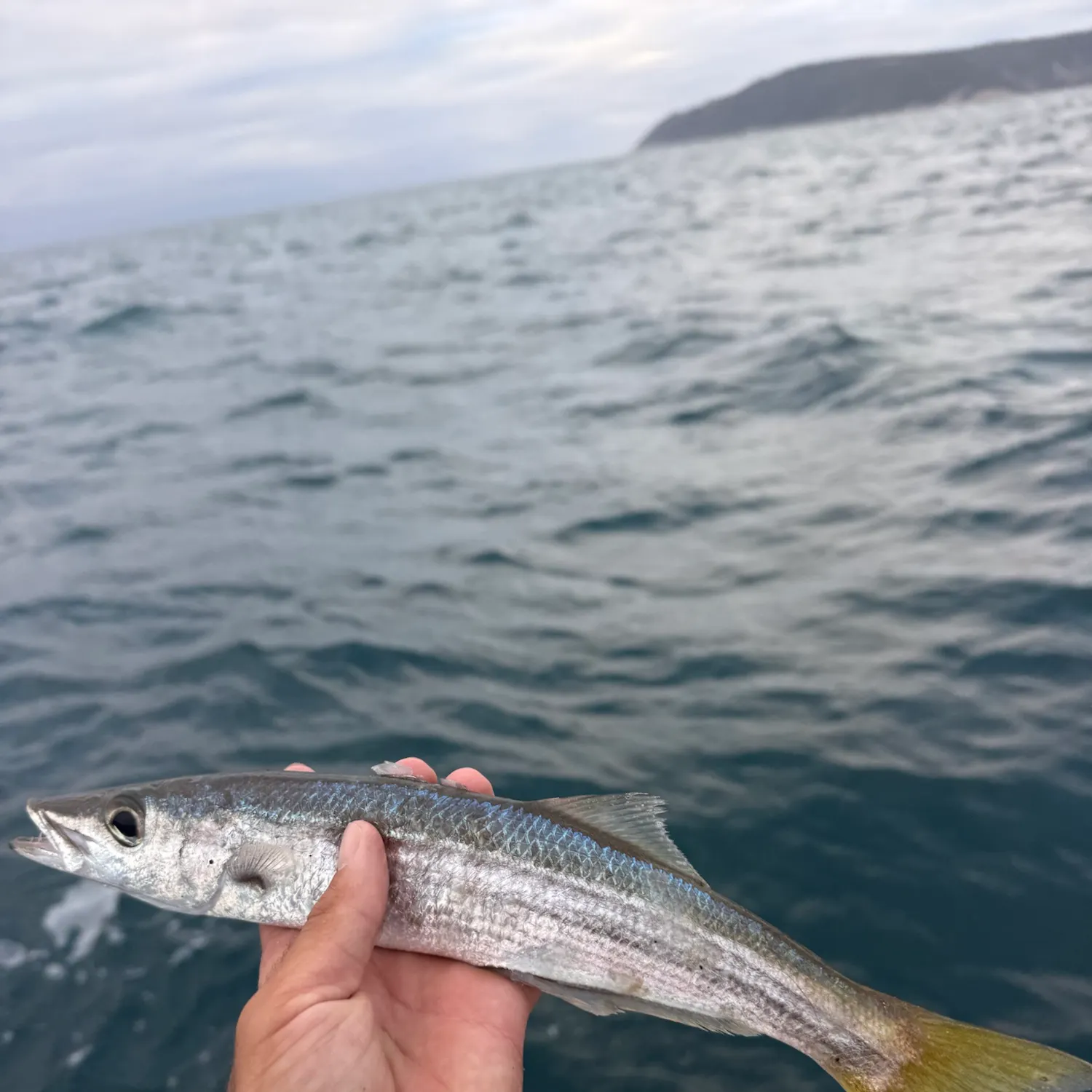 Longfin pike caught on Fishbrain