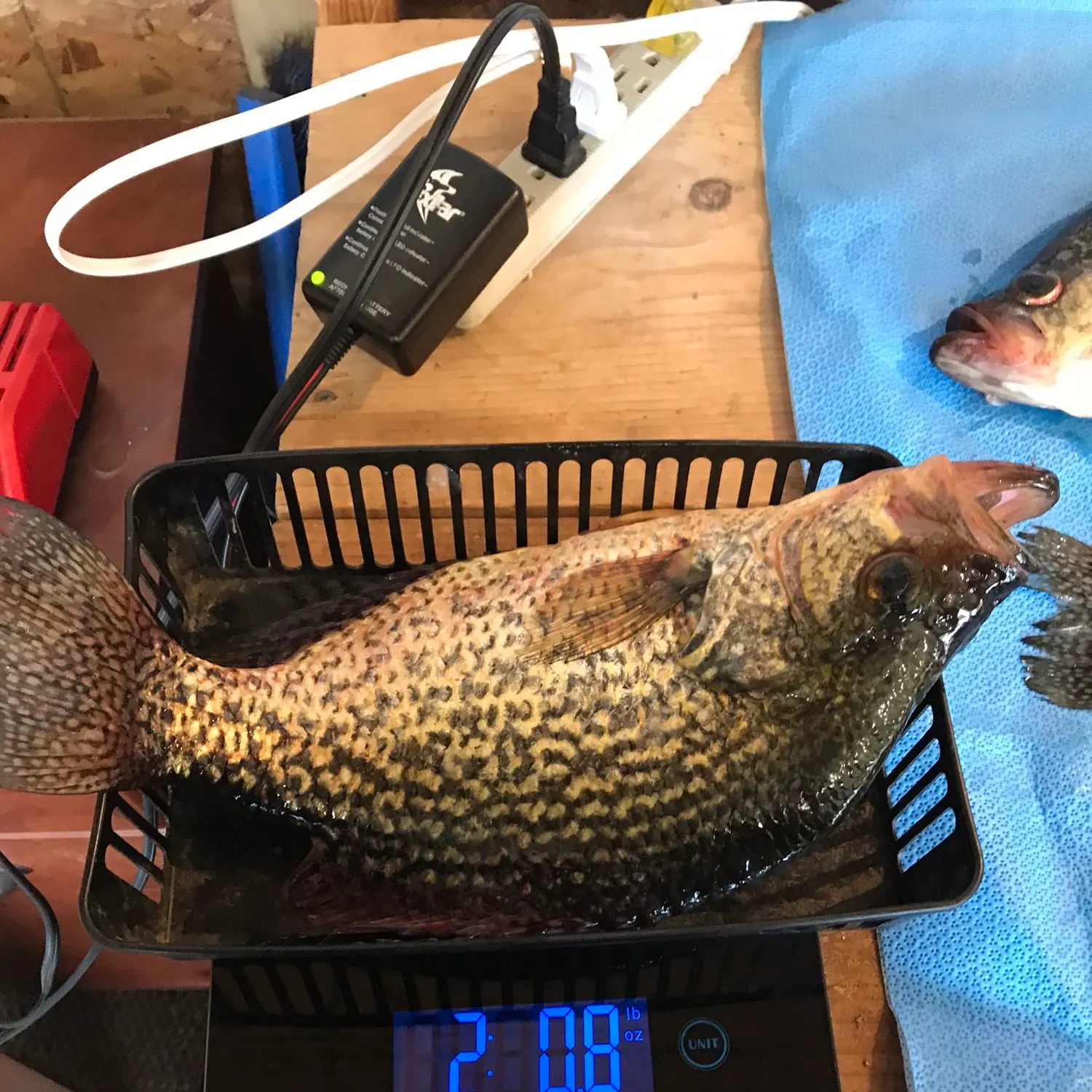 angler catch