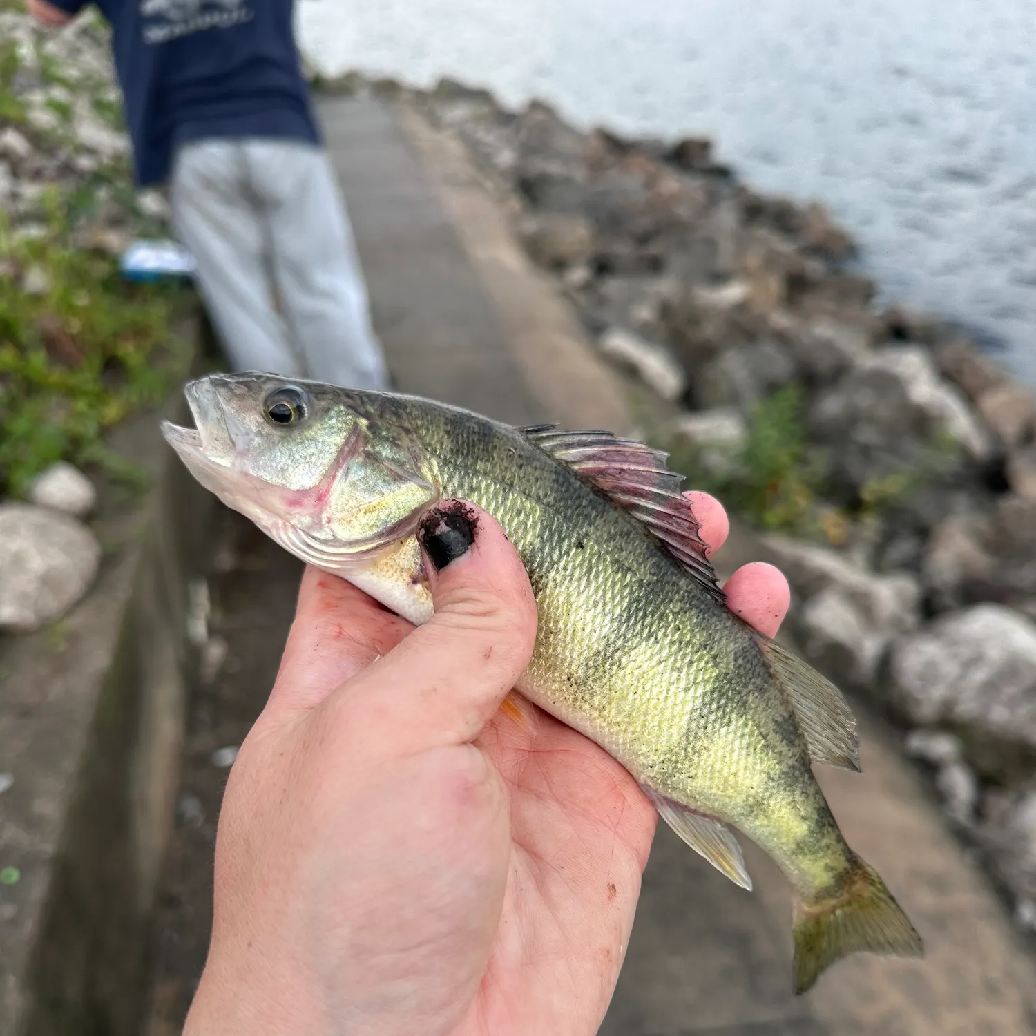 Yellow perch caught on Fishbrain