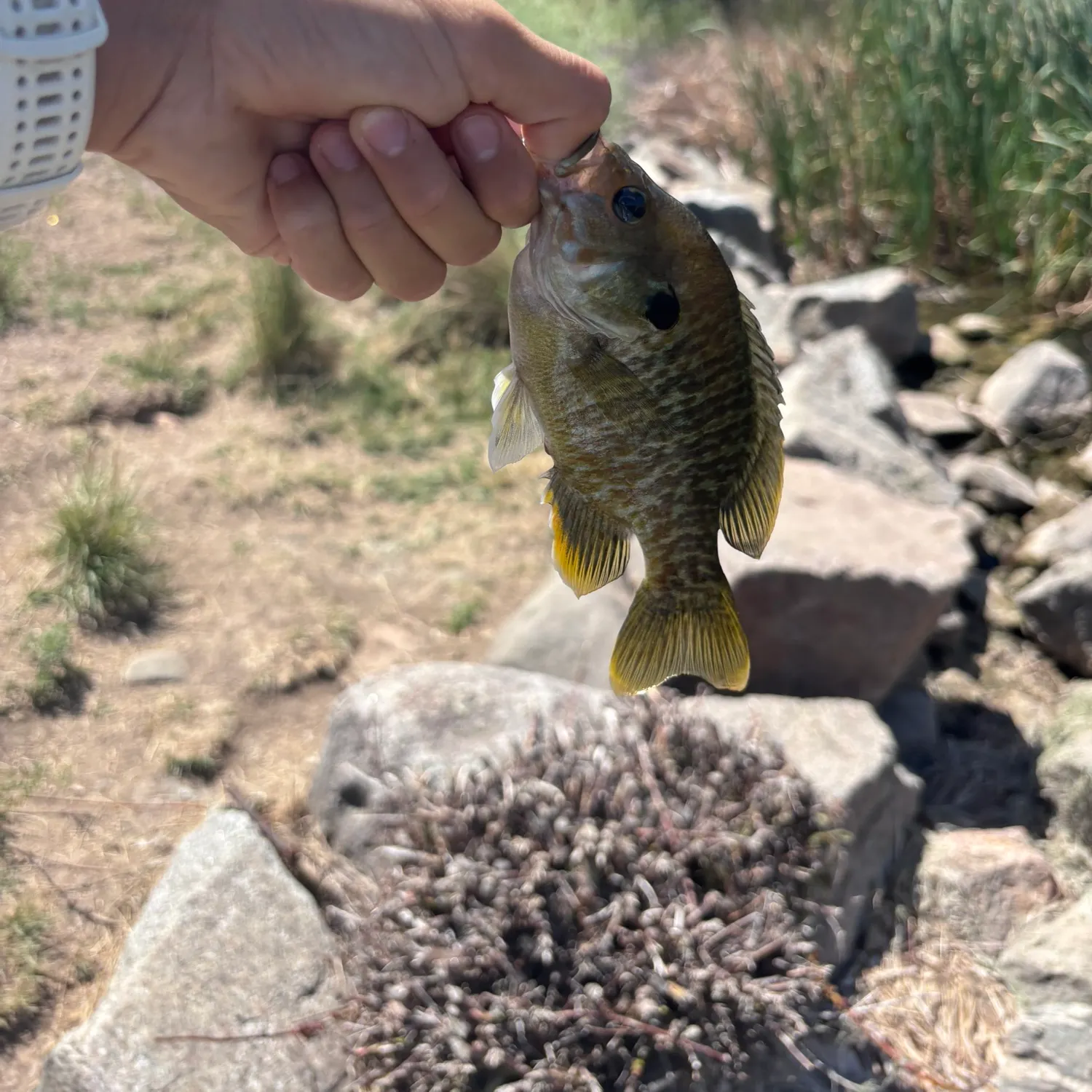 catch