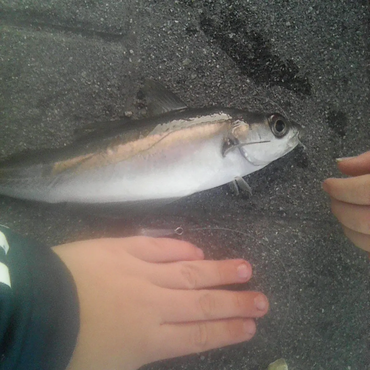 Atlantic pollock caught on Fishbrain