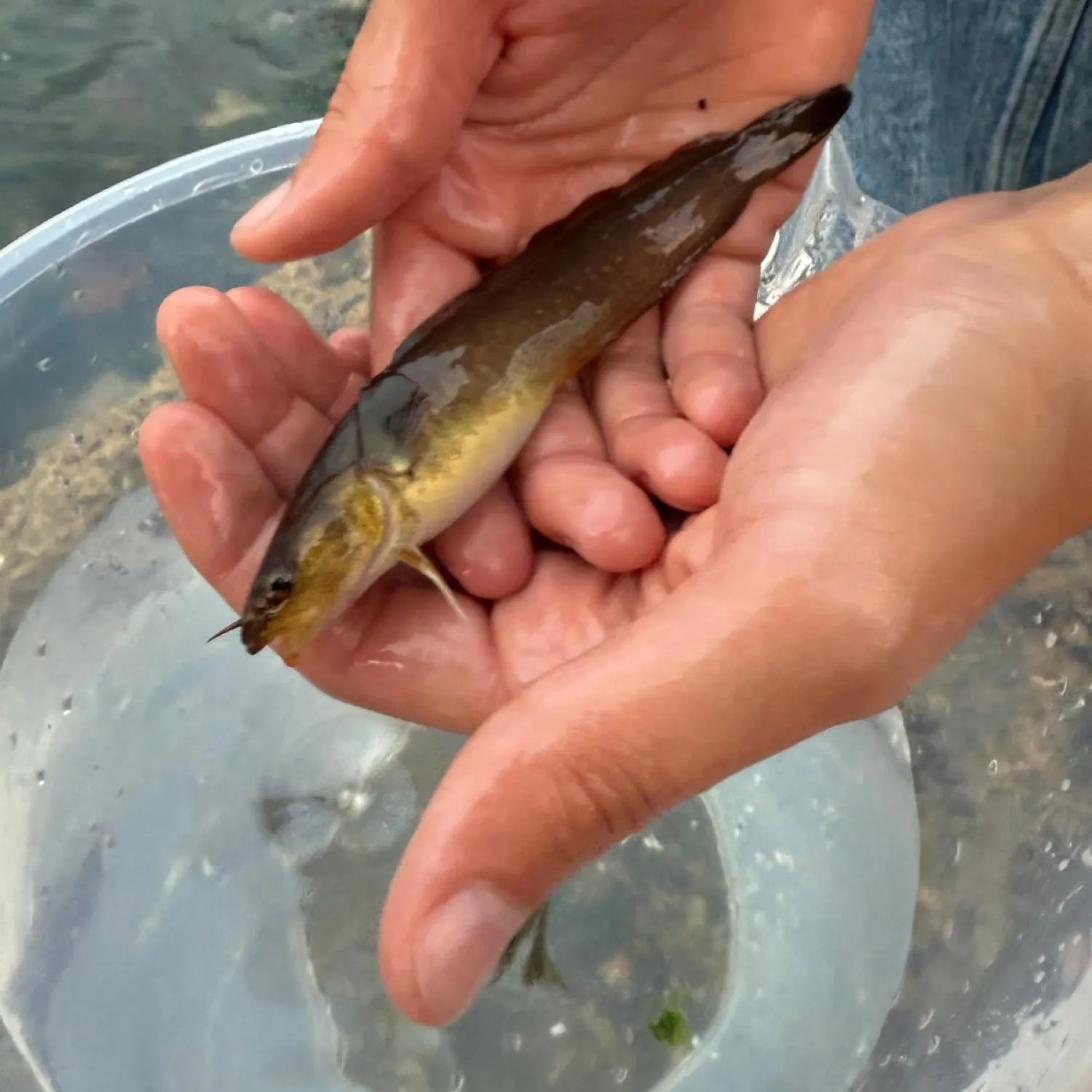 The most recent Fivebeard rockling catches on Fishbrain