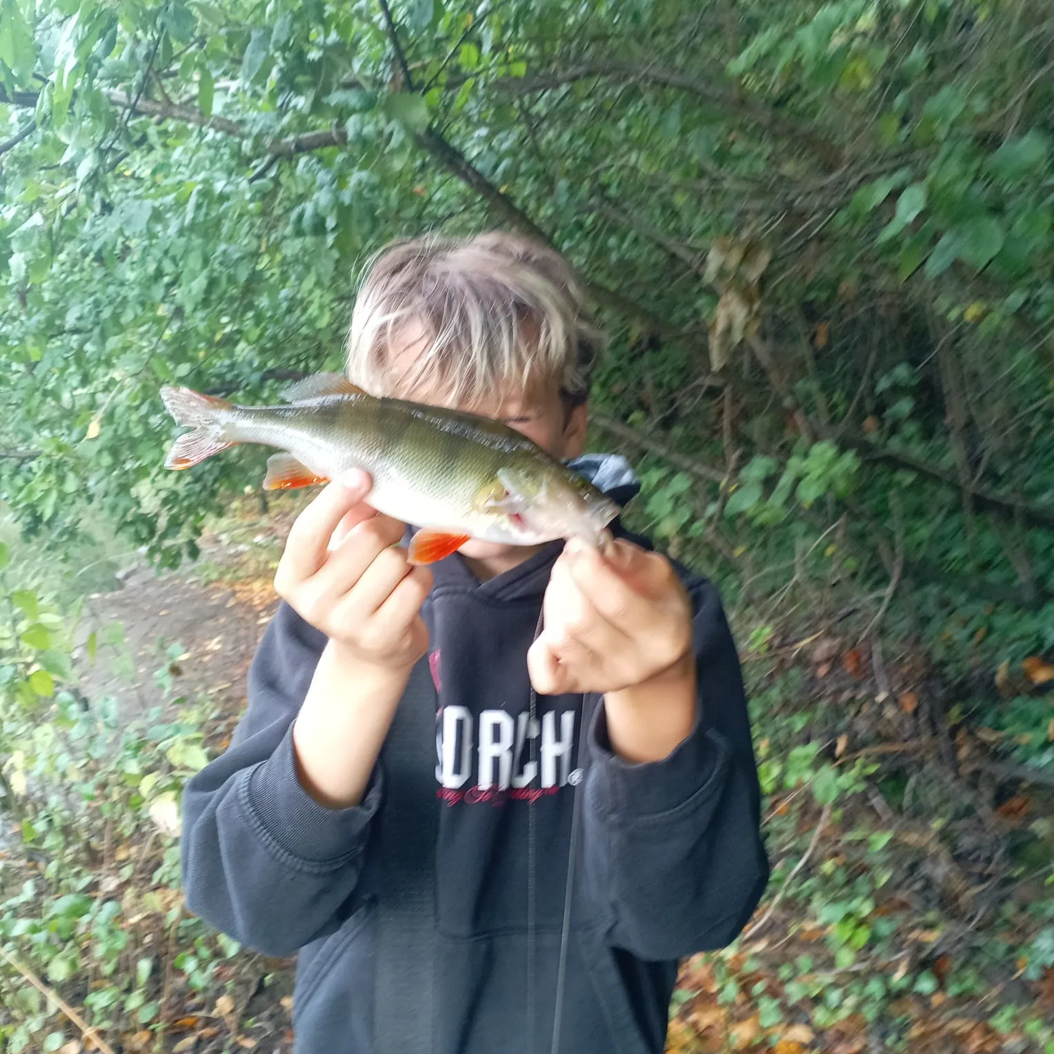 European perch caught on Fishbrain