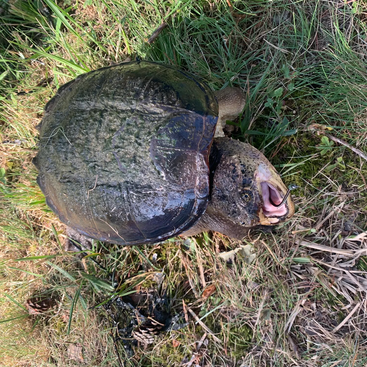 Common snapping turtle caught on Fishbrain