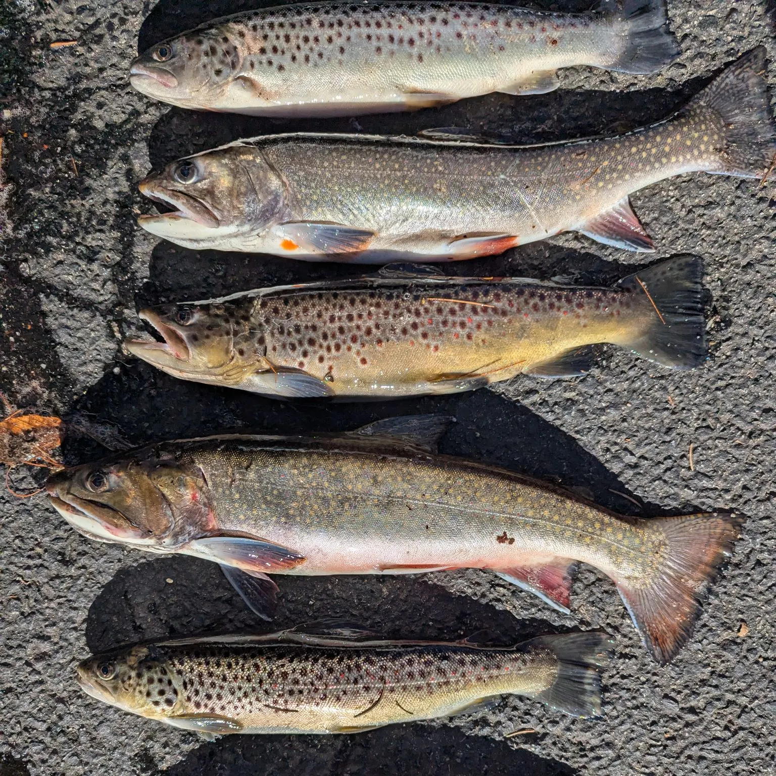 recently logged catches