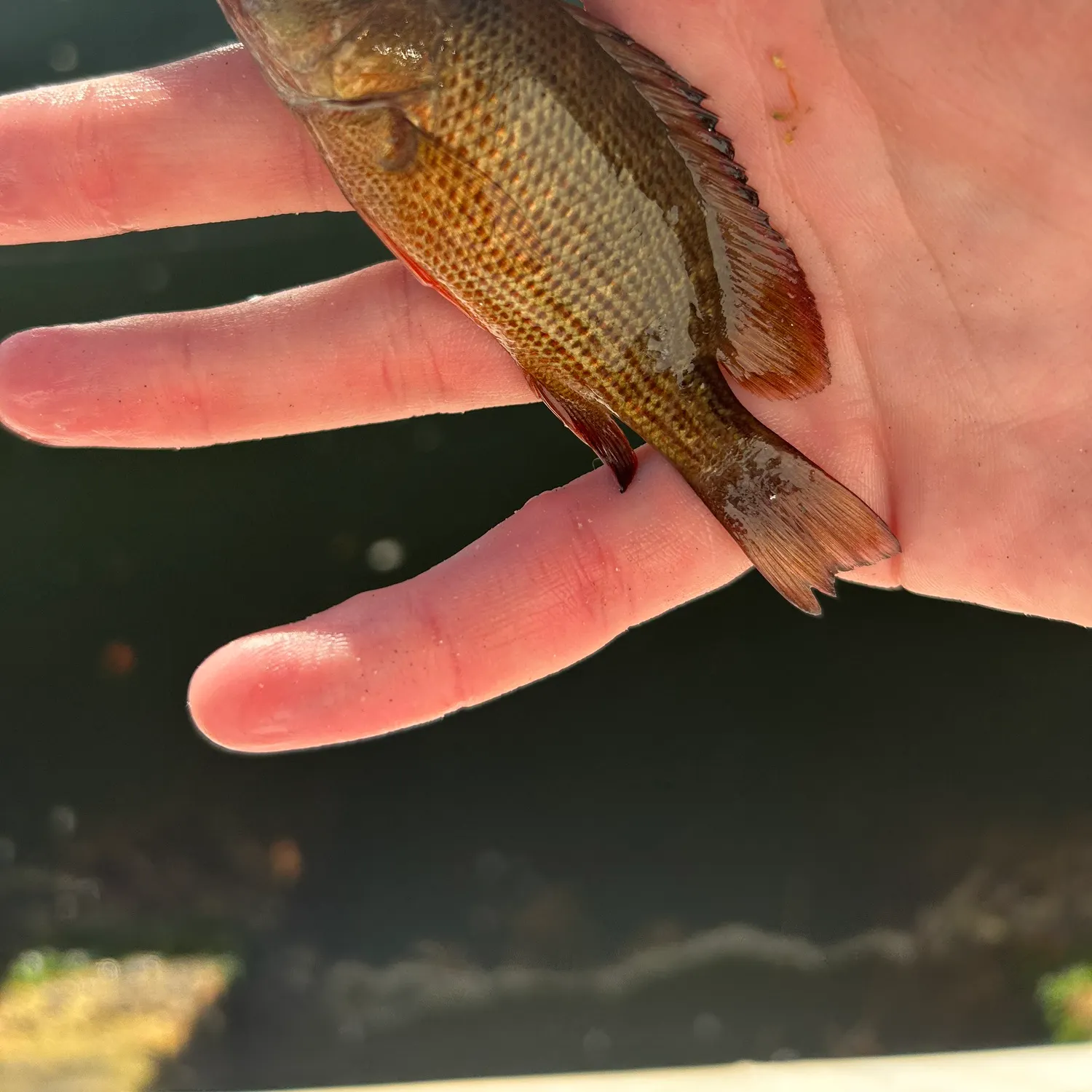 The most recent Mangrove snapper catches on Fishbrain