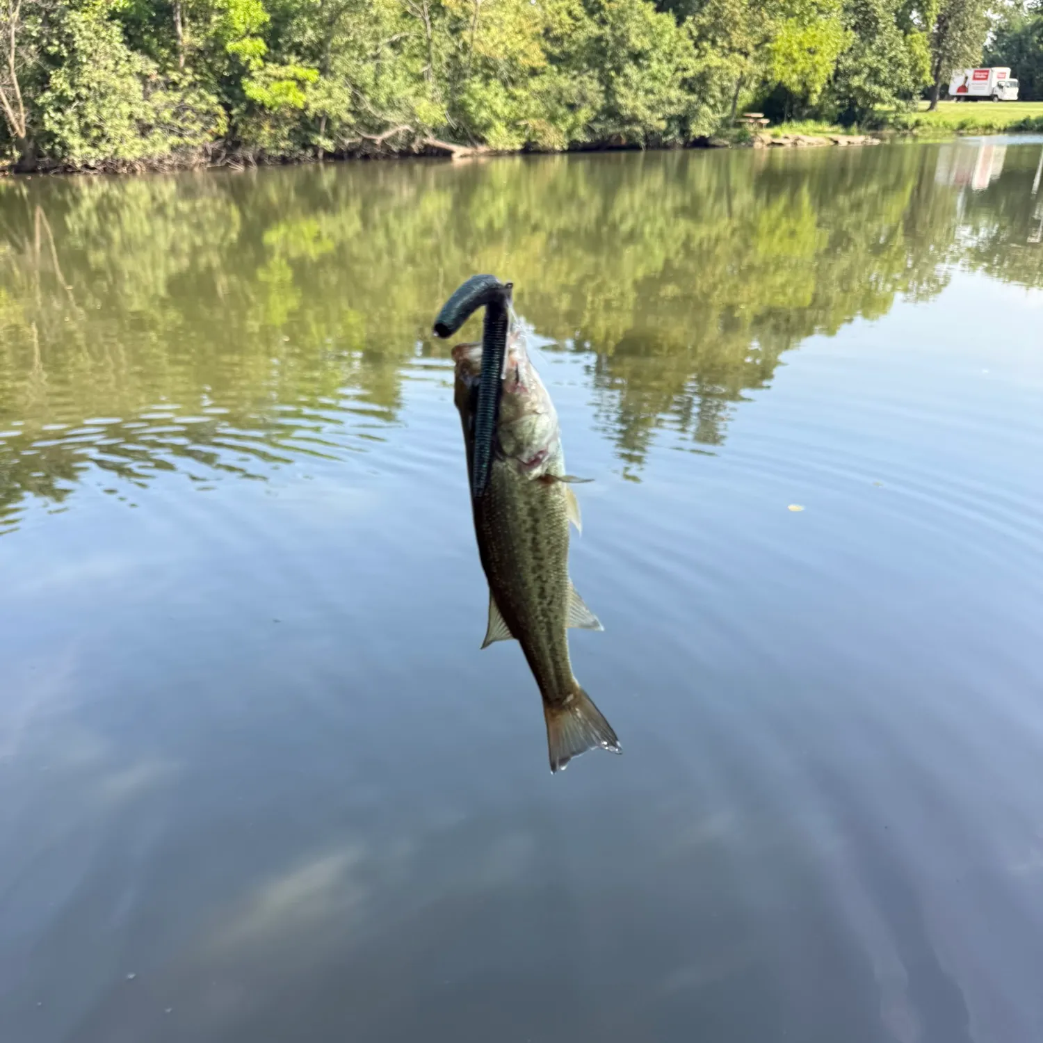 Largemouth bass caught on Fishbrain