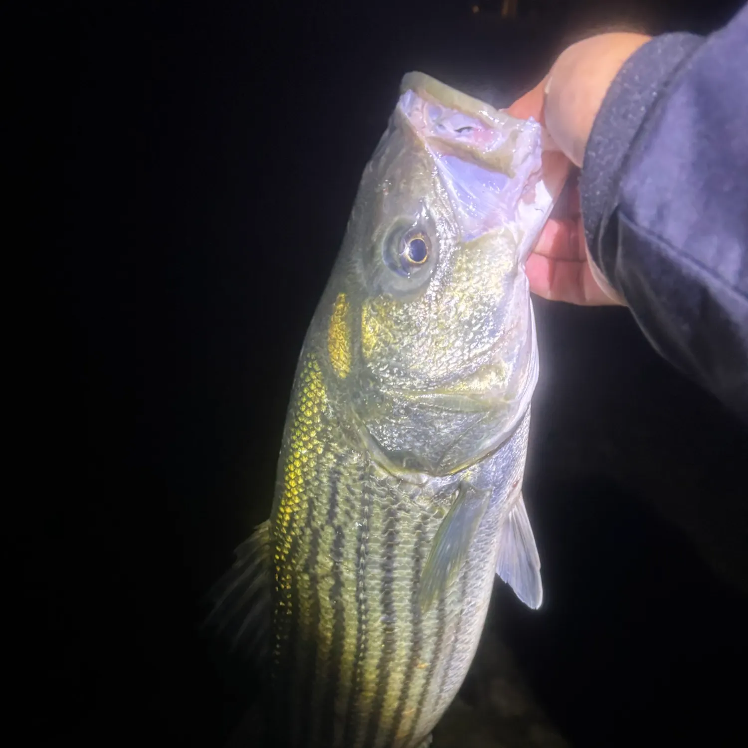 Striped bass caught on Fishbrain