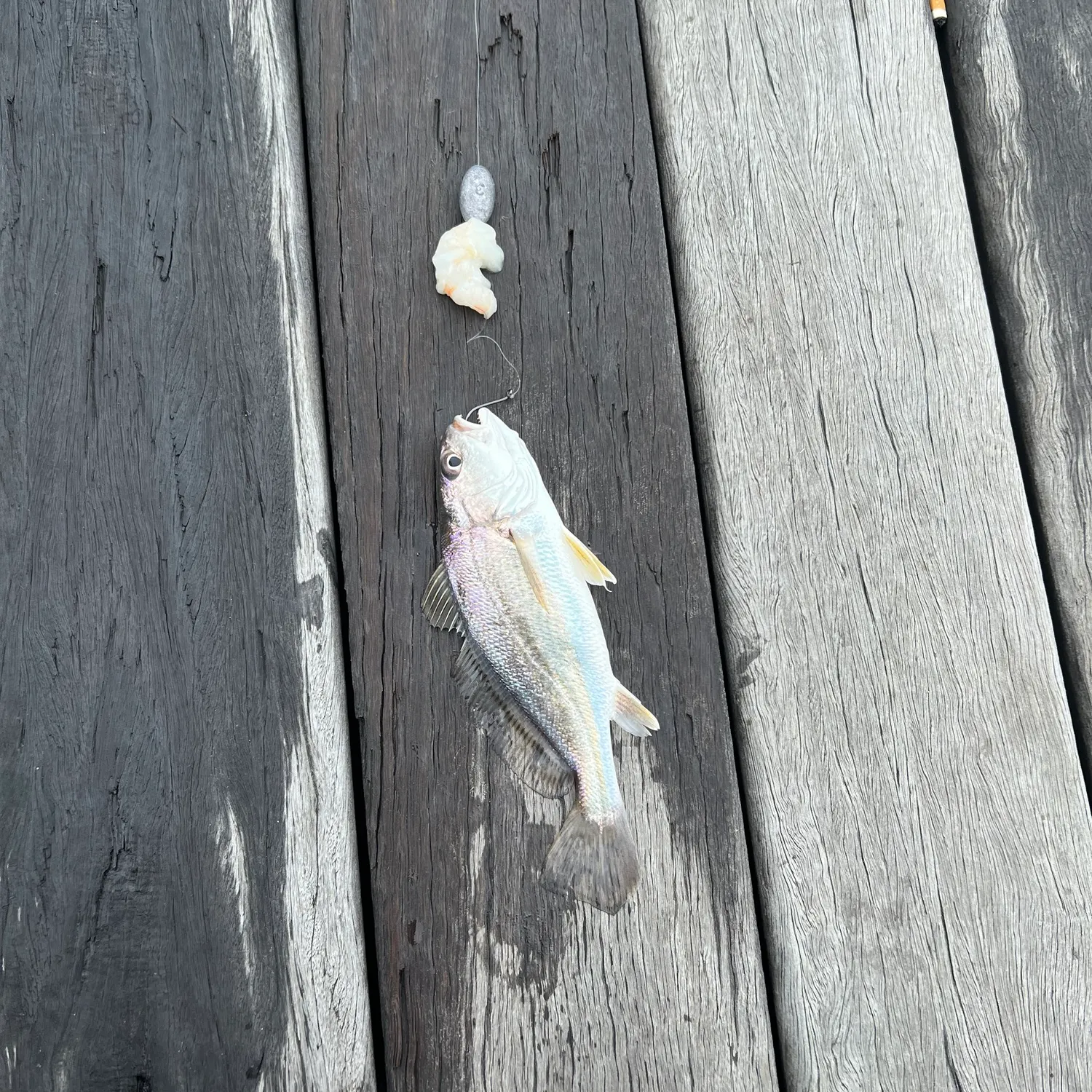Great white shark caught on Fishbrain