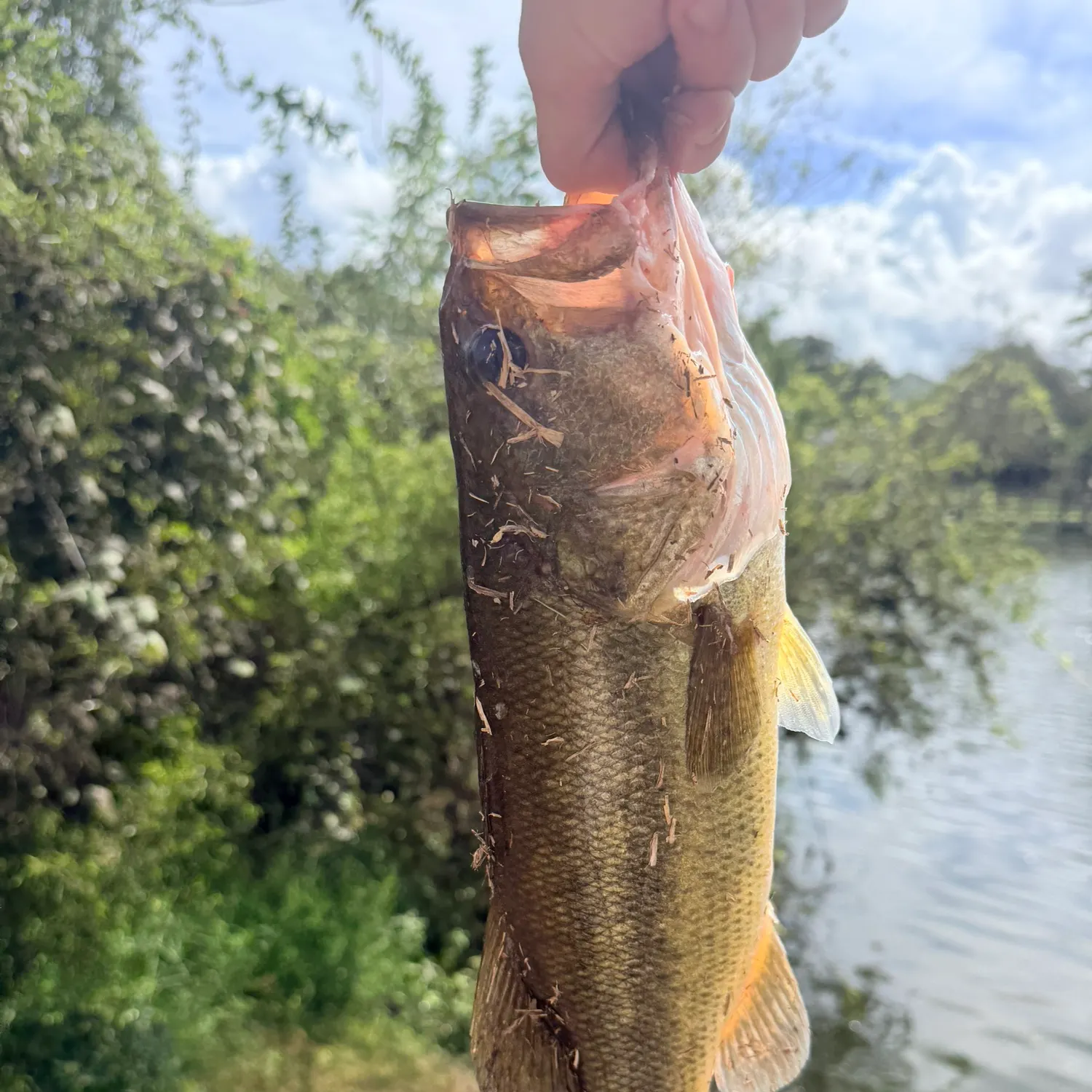 Largemouth bass caught on Fishbrain