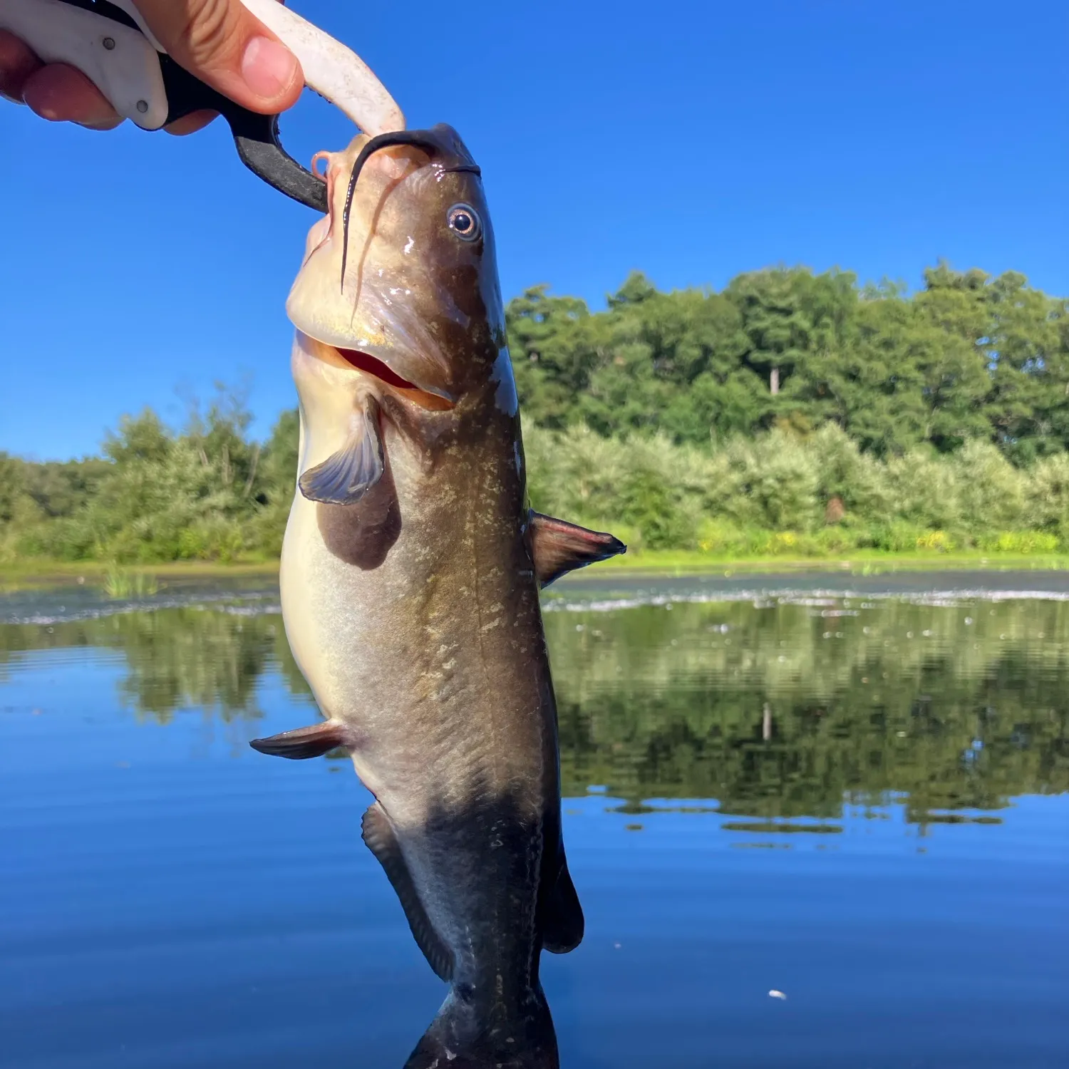 White bullhead caught on Fishbrain