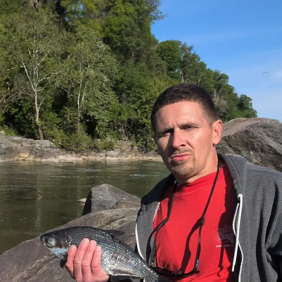 The most recent Black pacu catches on Fishbrain