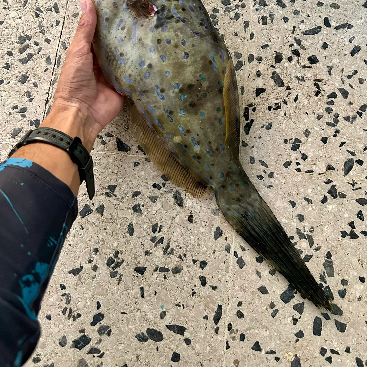 recently logged catches