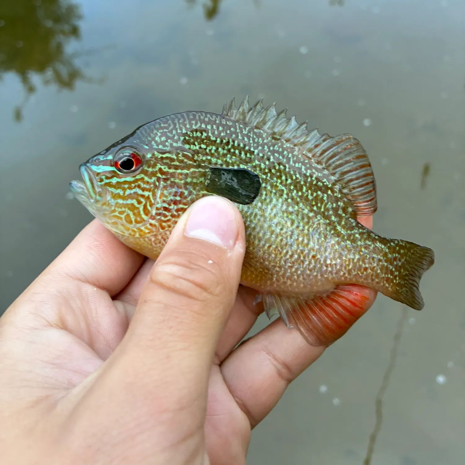 Longear sunfish caught on Fishbrain