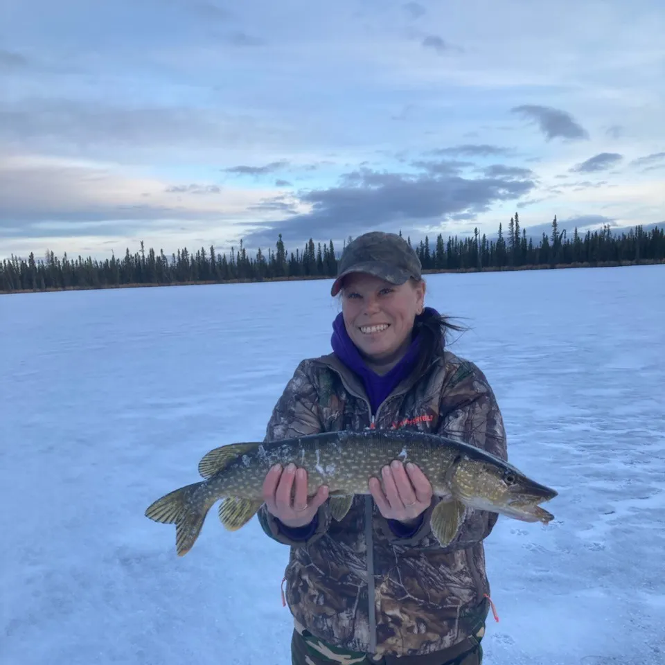 Northern pike caught on Fishbrain