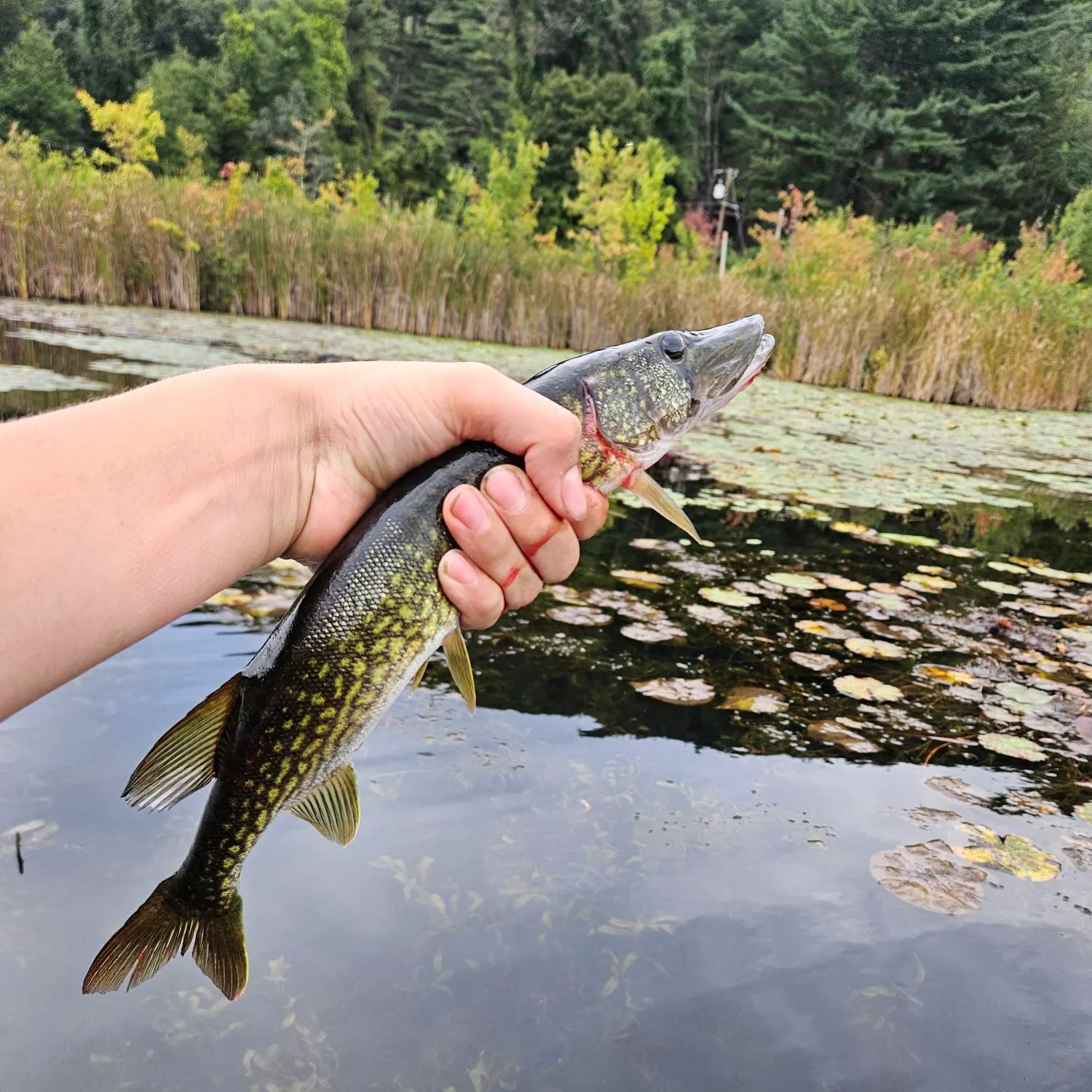 Chain pickerel caught on Fishbrain