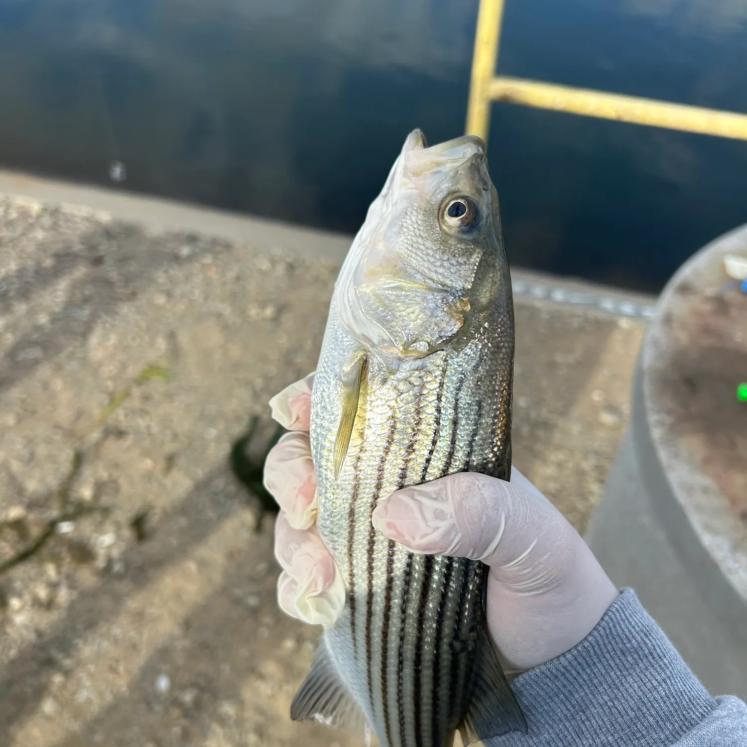 Striped bass caught on Fishbrain