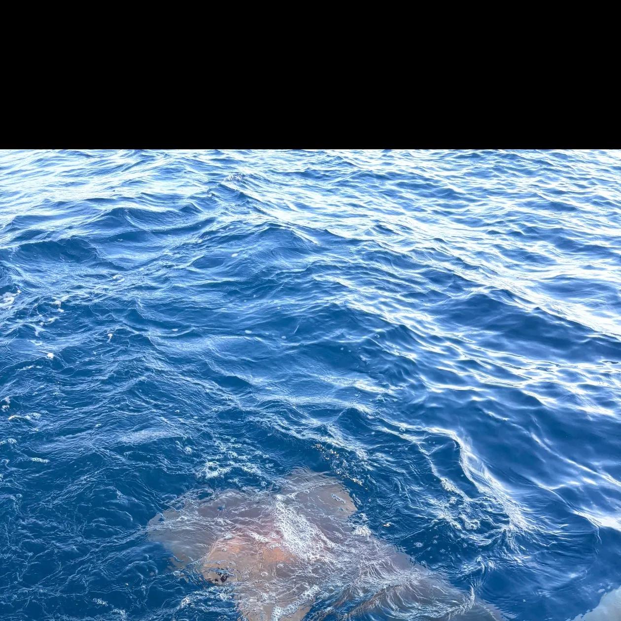 The most recent Nurse shark catches on Fishbrain