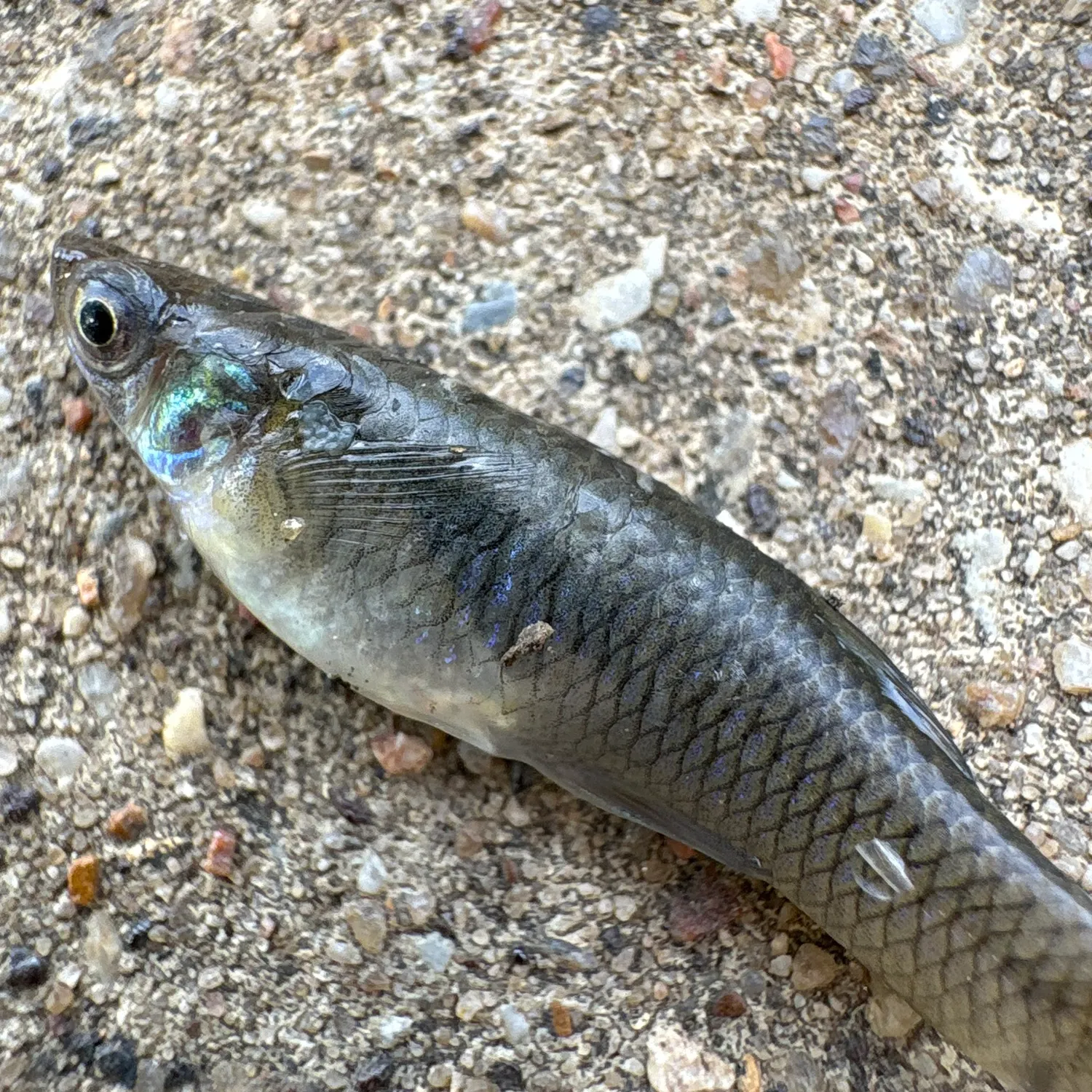 Western mosquitofish caught on Fishbrain
