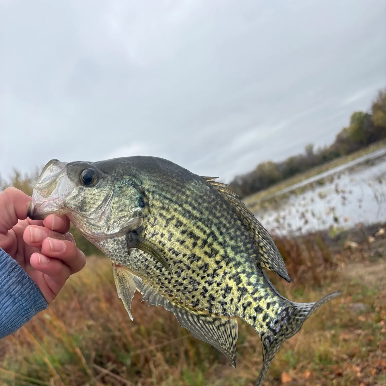 Black crappie caught on Fishbrain