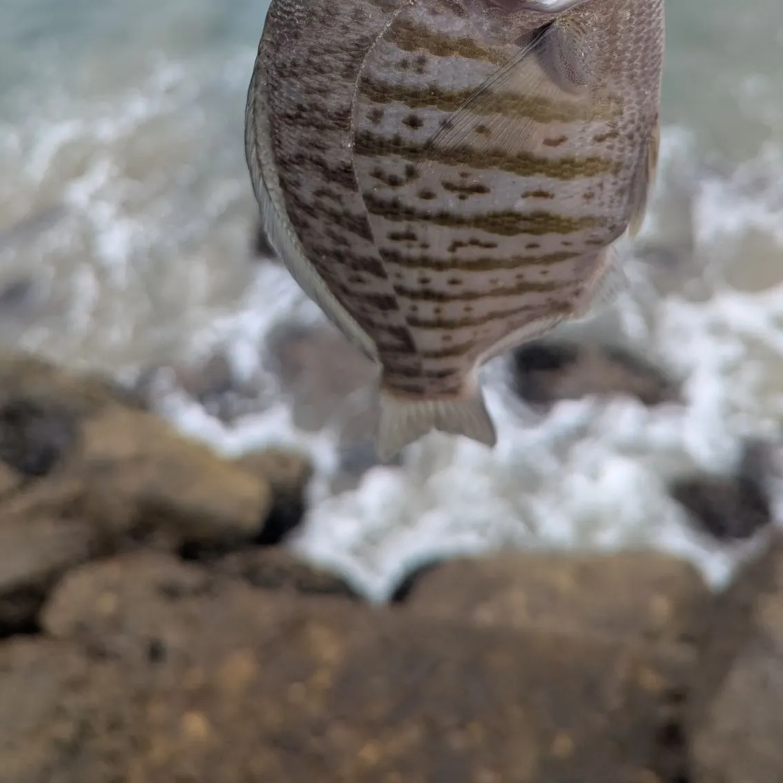 The most recent Rainbow surfperch catches on Fishbrain